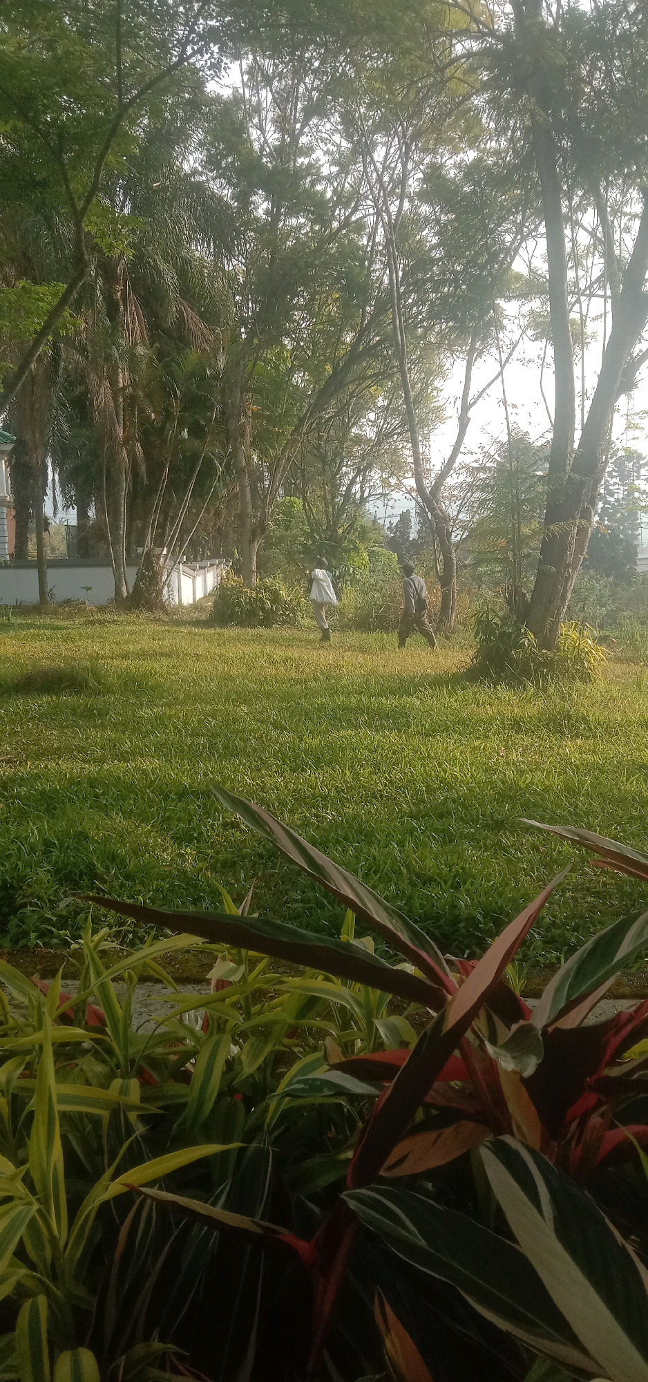 In Palasari, Indonesia, two individuals are observed in a sun-drenched grassy field. The person on the left, seen from the back, is wearing a white top and dark pants, and appears to be walking away from the camera. To the right, another individual, wearing a grey top and patterned pants, is also walking away from the camera, with their body angled slightly towards the viewer. The environment is characterized by lush green grass, several trees of varying sizes, and in the foreground, decorative plants with broad, colorful leaves. A white wall runs horizontally across the mid-ground, with part of a building visible to the far left. The sunlight casts long shadows, suggesting it is either early morning or late afternoon.