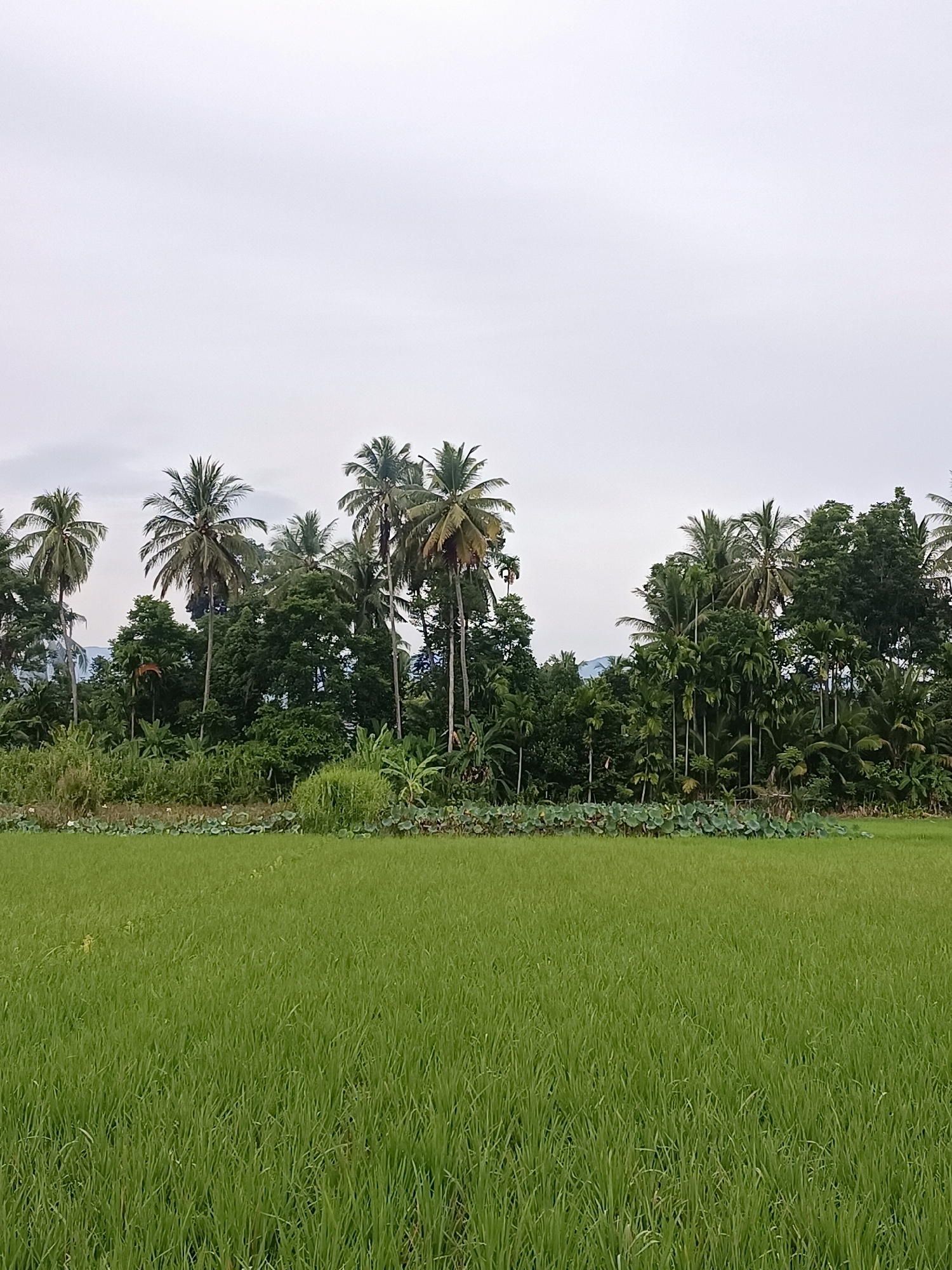 A serene, overcast day unfolds over a lush green rice paddy in Reudeuep, Indonesia. The foreground is dominated by the verdant expanse of young rice stalks, their uniform green stretching towards the horizon. Beyond the paddy, a dense line of tropical trees, including numerous tall palm trees, forms a natural border, their varied green hues creating a rich tapestry. The sky above is a pale, uniform gray, suggesting recent rain or impending clouds, contributing to the tranquil atmosphere of the Indonesian countryside.