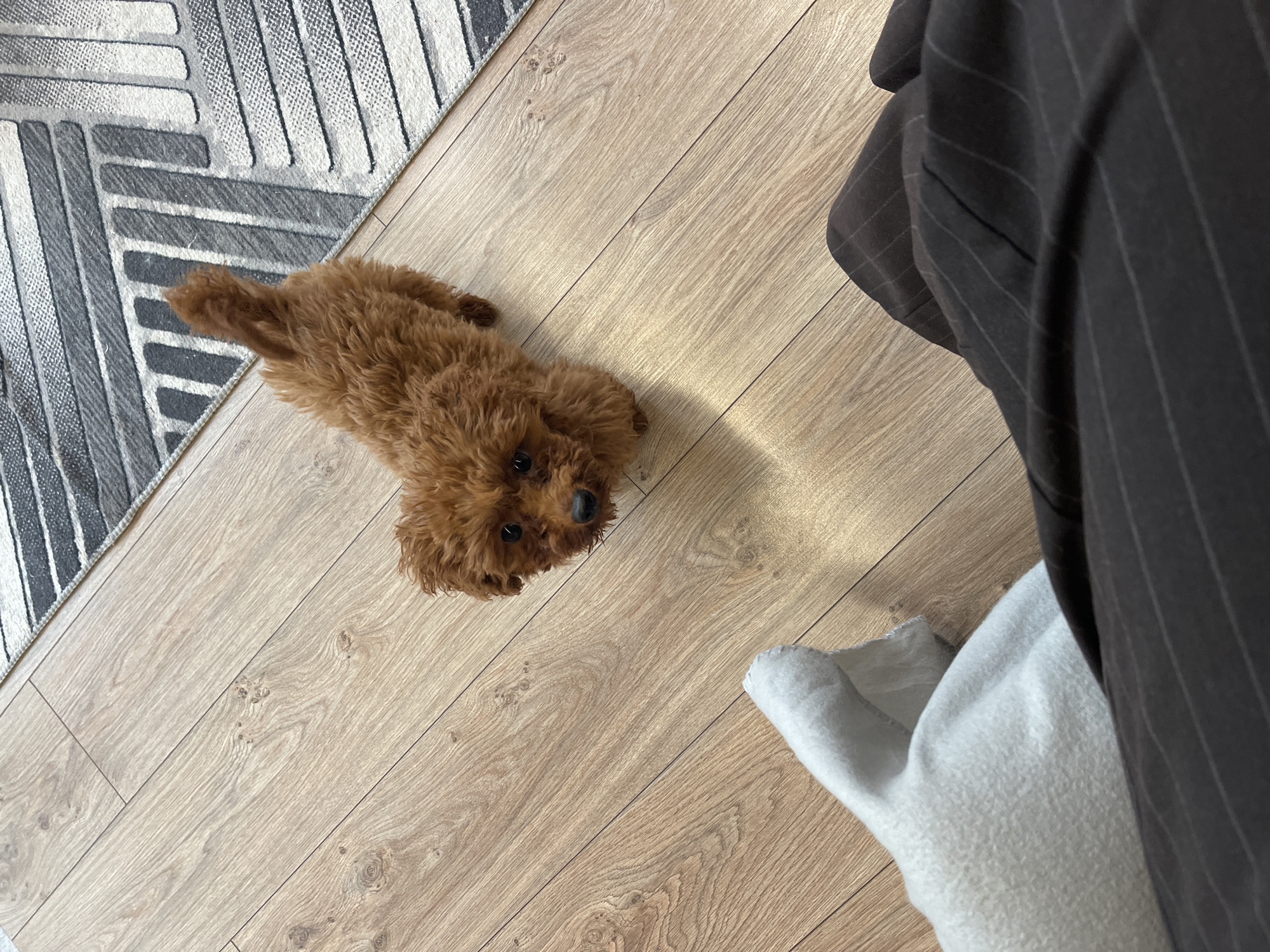 A brown poodle lies on a wood floor near a gray and white patterned rug. A piece of white fabric is near the bottom right corner of the image, adjacent to a pinstripe garment, potentially trousers. The location is unknown and cannot be determined from the image.