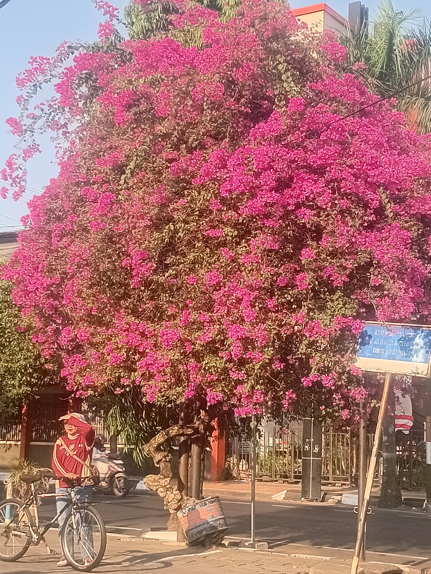 The image captures a vibrant bougainvillea tree in full bloom, its branches laden with masses of bright pink flowers, dominating the foreground. The tree is situated in an urban environment, likely along a street, given the presence of a paved road and sidewalk. In the lower left, a person wearing a red and white jacket and a sun hat stands next to a bicycle, which has a basket on the front. The person appears to be shielding their eyes from the sun with their hand. Behind them, a motorcycle is partially visible. A sign with blue lettering is mounted on a pole to the right of the tree. The background reveals elements of urban infrastructure, including buildings, fences, and palm trees, suggesting a warm, possibly tropical climate. The lighting indicates it is daytime, with sunlight casting shadows. The location is identified as Kudus, Indonesia.