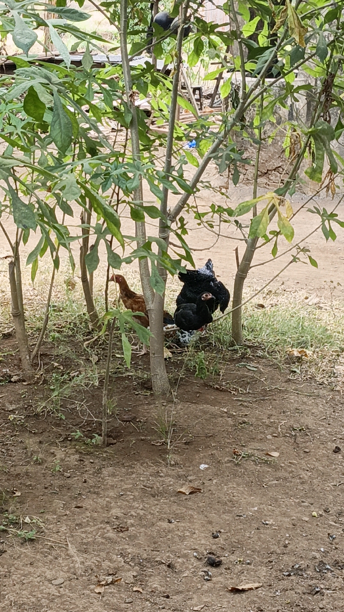 Two chickens are standing in a patch of dirt and dry grass near the base of a leafy tree. The chicken on the left is a reddish-brown hen, and the chicken on the right is a black rooster with white speckles on its legs. The ground is covered in dirt, dry leaves, and sparse green vegetation. In the background, there is more dry grass and a blurred out structure that appears to be a fence or wall, suggesting an outdoor, possibly rural or semi-rural setting. The overall lighting indicates daylight. The scene is likely located in Suwawal Timur, Indonesia, given the context provided.