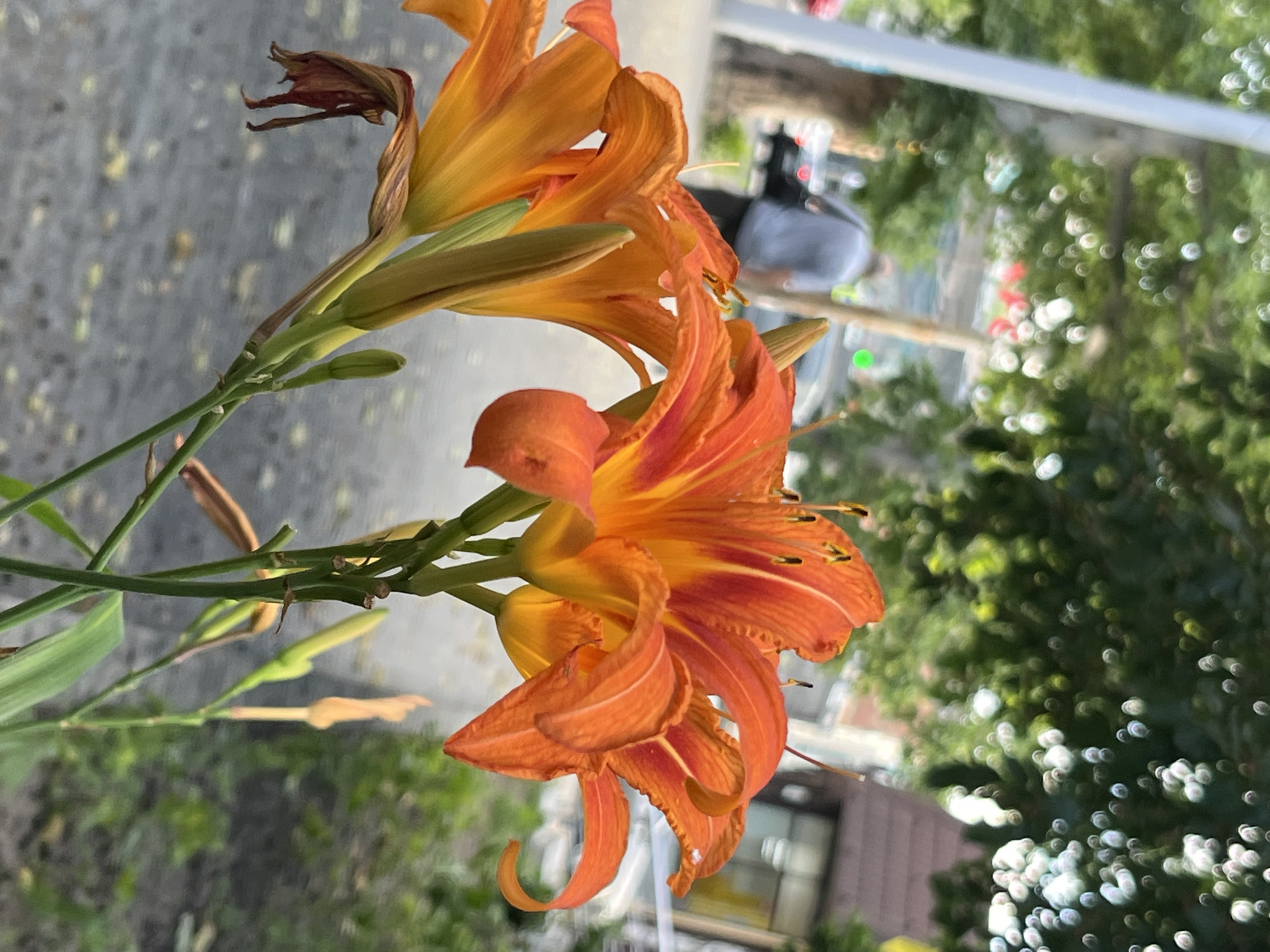 This media file is a close-up, vertical shot of orange daylilies with green stems. The flowers are in various stages of bloom, with some fully open and others still in bud. The petals are vibrant orange and yellow, with darker orange striations. The background is blurred, but appears to be an outdoor scene with green foliage and what looks like a building and pavement. There are some out-of-focus highlights in the background that could be sunlight reflecting on water or dew.
The focus is on the flowers, highlighting their delicate details. The top portion of the image shows a dried, withered petal, indicating the natural life cycle of the flower. The overall impression is one of natural beauty, possibly captured on a bright day given the highlights in the background. No people are visible in the image, and there is no discernible text. The location context of Dnipro, Ukraine, doesn't provide specific visual cues in the image itself, but suggests a potentially temperate climate where such flowers would bloom.