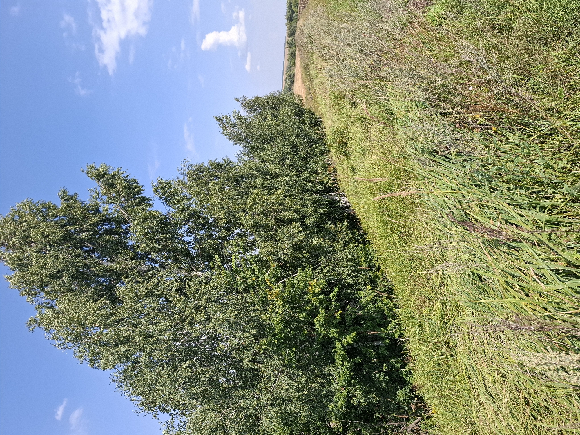 This is a photograph of a natural landscape scene. In the foreground, there is a dense growth of tall green grass and various other vegetation. The middle ground features a line of trees, primarily birch trees with their distinctive white bark, interspersed with other foliage. Beyond the trees, a field of golden-brown crops extends into the distance. The background consists of a clear blue sky with scattered white clouds. The scene appears to be in a rural area, likely on the outskirts of Малые Копены, Russia, given the description of the location. There are no people or animals visible in the image.