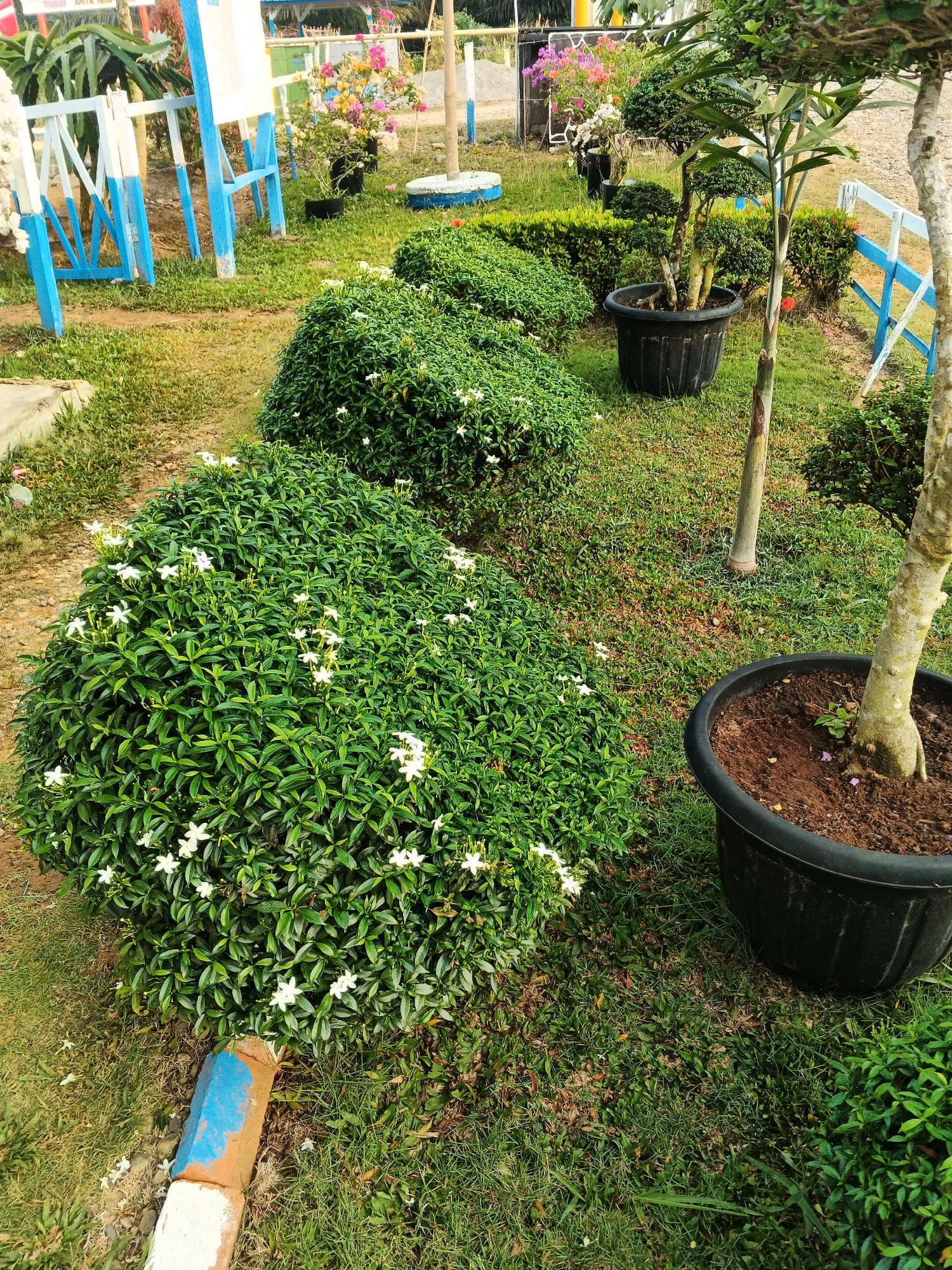 In the city of Batu Ejung, Indonesia, a garden scene unfolds. The foreground is dominated by a large, spherical bush covered in small white flowers, lush green leaves, and a few fallen petals scattered on the surrounding grass. To the right, a black plastic planter holds a small tree with a textured, light-brown trunk and green foliage. Behind this tree, a thin, light-brown pole emerges from the ground.
Further into the scene, a row of similarly shaped, dense green bushes with white flowers stretches diagonally into the background. To the left of these bushes, a blue and white striped fence encloses a patch of dirt with some debris. Beyond the fence, colorful flowers in black pots are visible, alongside a white structure and a wooden post. The ground is covered in a mixture of green grass, dry patches, and dirt. The overall impression is of a well-maintained outdoor space with various plants and decorative elements.