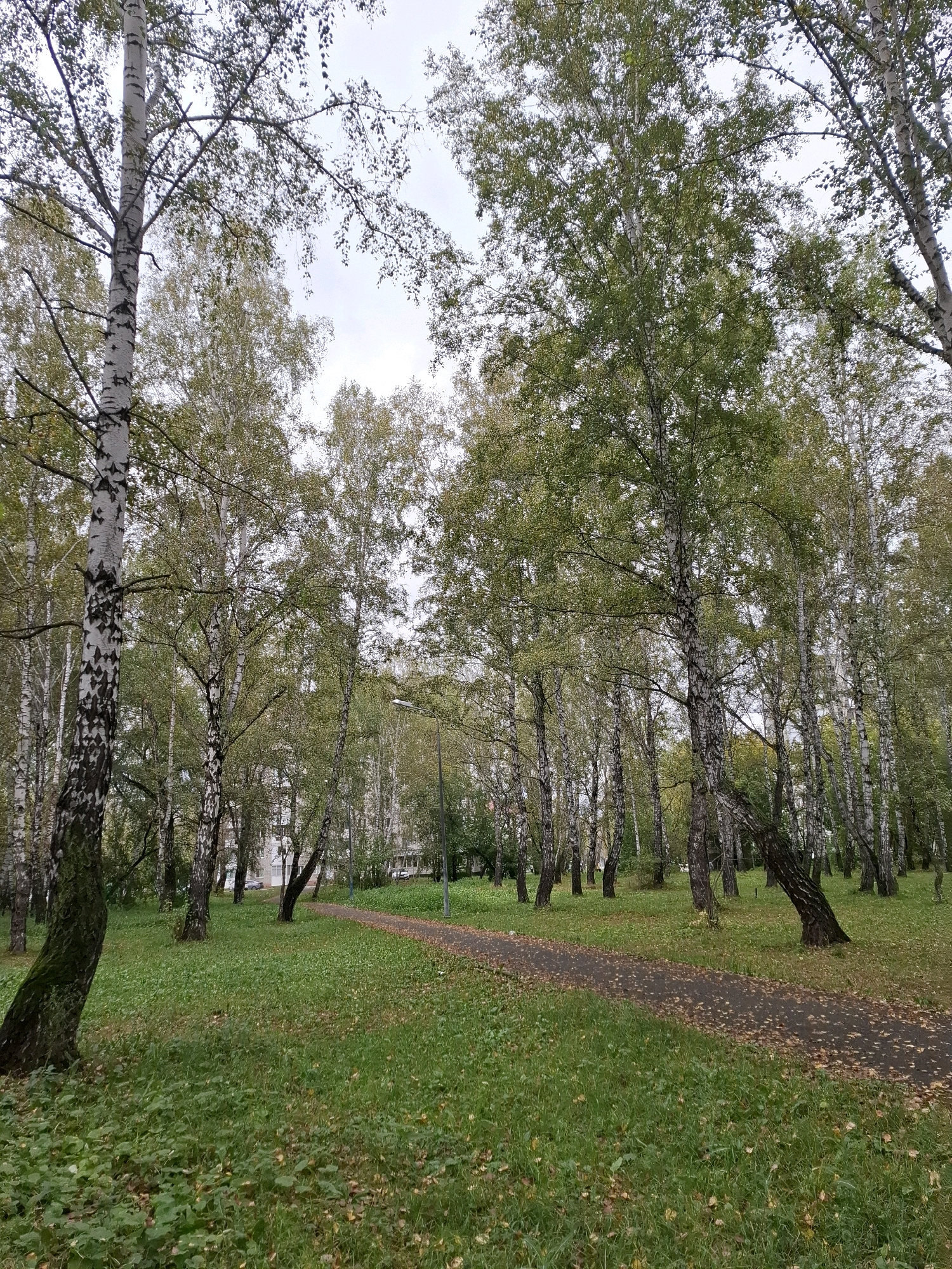 The image depicts a park-like setting with a paved pathway winding through a stand of birch trees with white and black bark. The ground is covered in green grass, with fallen leaves scattered on the path and grass, indicating an autumn season. In the background, there are buildings visible, suggesting an urban or suburban location. A lamppost is present to the right of the pathway. The sky is overcast. This scene is consistent with the appearance of areas within the city of Tyumen, Russia, specifically in a park or residential green space. There are no people or animals visible in the image.