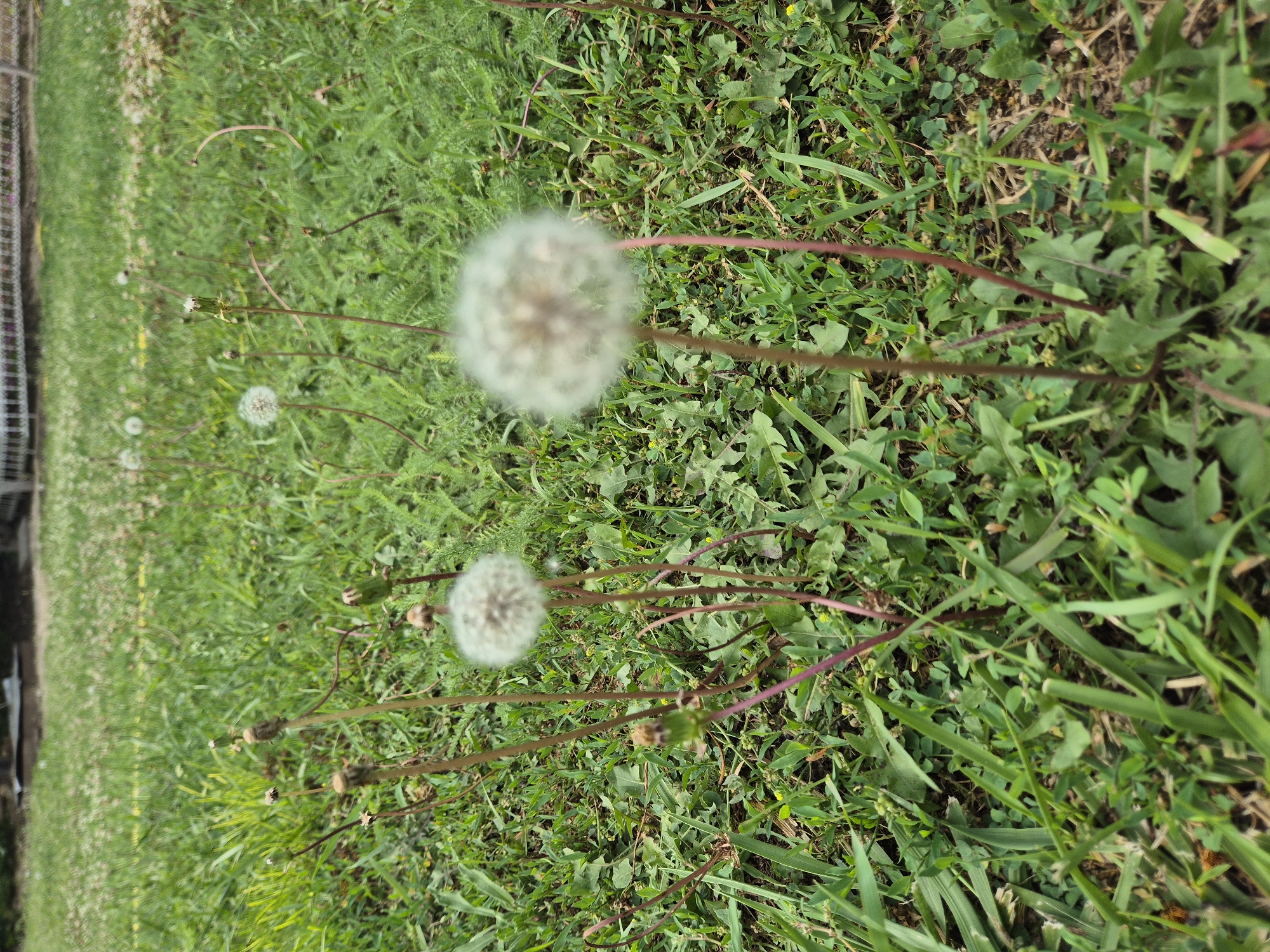 A close-up, eye-level, outdoor shot focuses on several dandelions in various stages of development, set against a backdrop of green grass. In the foreground, two dandelions stand out. The one on the right is a fluffy, white seed head, blurred by a shallow depth of field. The one to its left is also a seed head, but smaller and slightly more in focus. Other dandelions, some in their green bud stage and others already blown, are scattered throughout the frame. The grass is lush and varied in texture, with some broad-leafed plants interspersed. In the distance, out of focus, a white fence and a patch of dry grass are visible. The lighting suggests an overcast day.