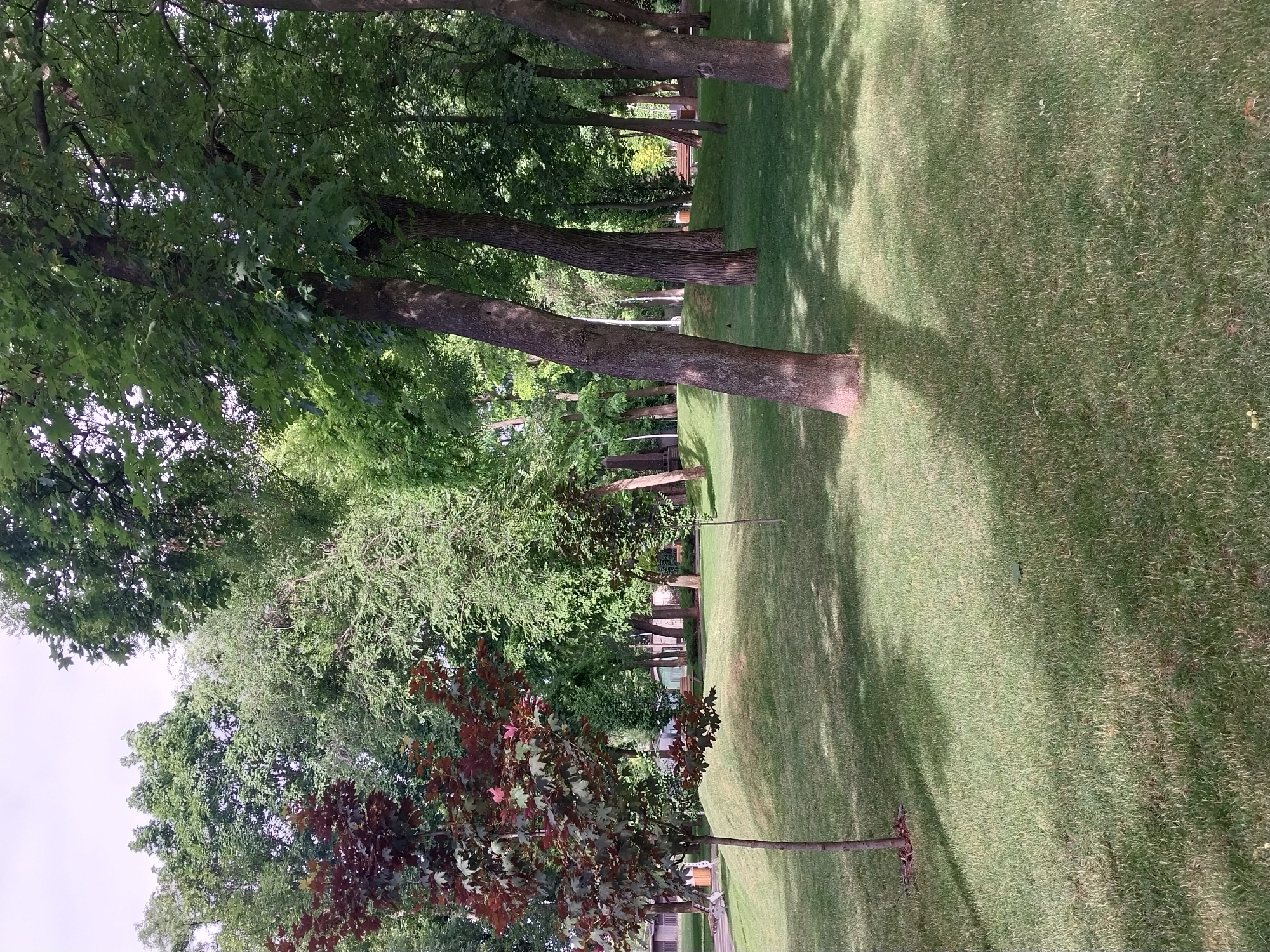 The image depicts a park scene in Dnipro, Ukraine. A well-maintained grassy lawn with gentle slopes dominates the foreground, interspersed with dappled sunlight and shadows cast by numerous trees. In the left foreground, a young ornamental maple tree with reddish-brown leaves stands out against the green grass. Behind it, a gentle mound is covered in lush grass. Further into the park, a line of mature trees with thick trunks and full green canopies stretches across the midground and background, creating a dense woodland effect. In the distance, hints of park infrastructure such as benches and possibly a pathway are visible between the trees. The sky is overcast with a light grey hue. There are no people or animals visible in the scene.