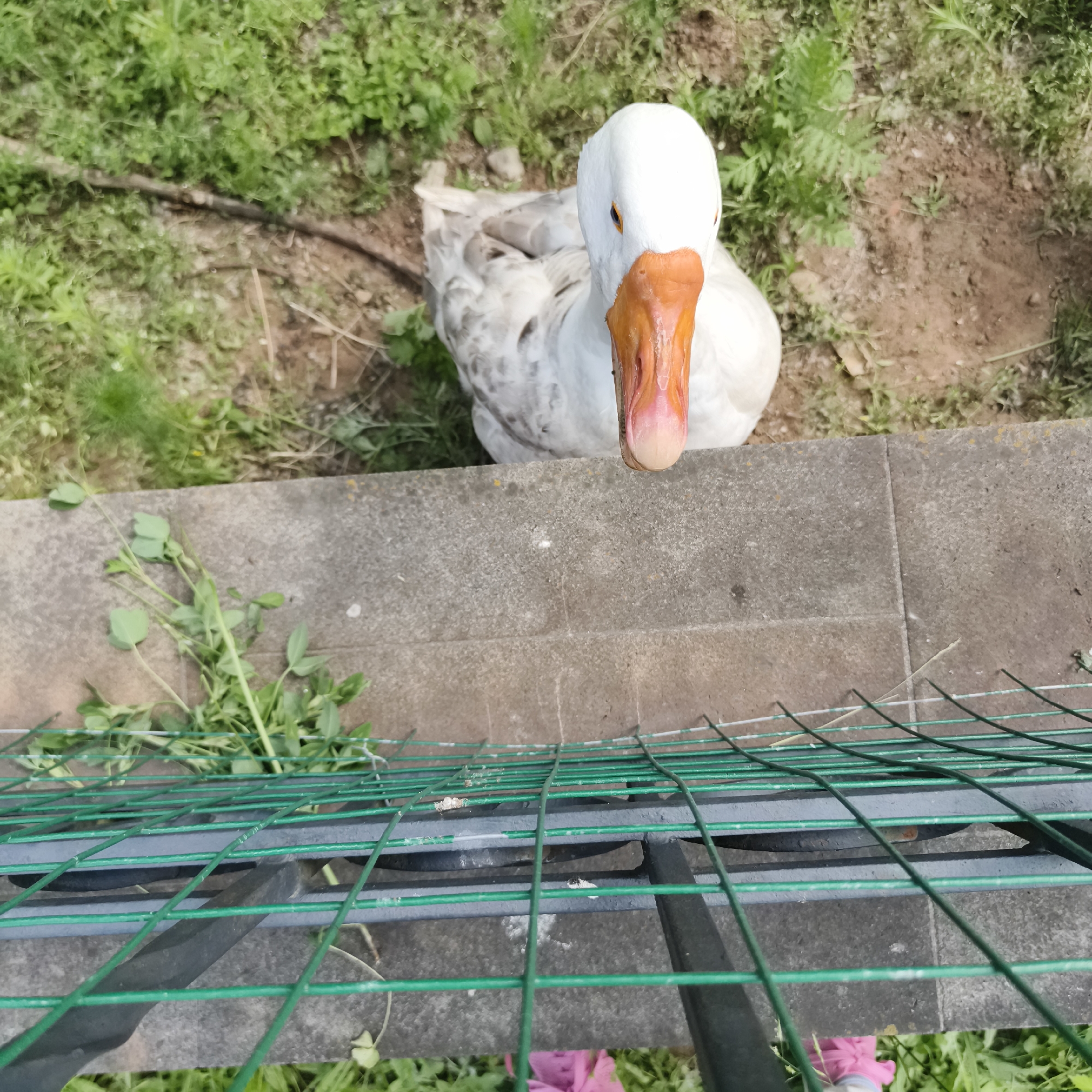 An overhead shot shows a white goose with gray markings and an orange beak standing on a concrete ledge. The goose is facing upwards, towards the camera. The background consists of green grass and dirt. In the foreground, a green metal fence is visible, partially obscuring the concrete ledge. The scene appears to be outdoors, likely in a residential area or park. There are no clear indications of the specific location within Chaikovsky, Russia, beyond the general outdoor setting.