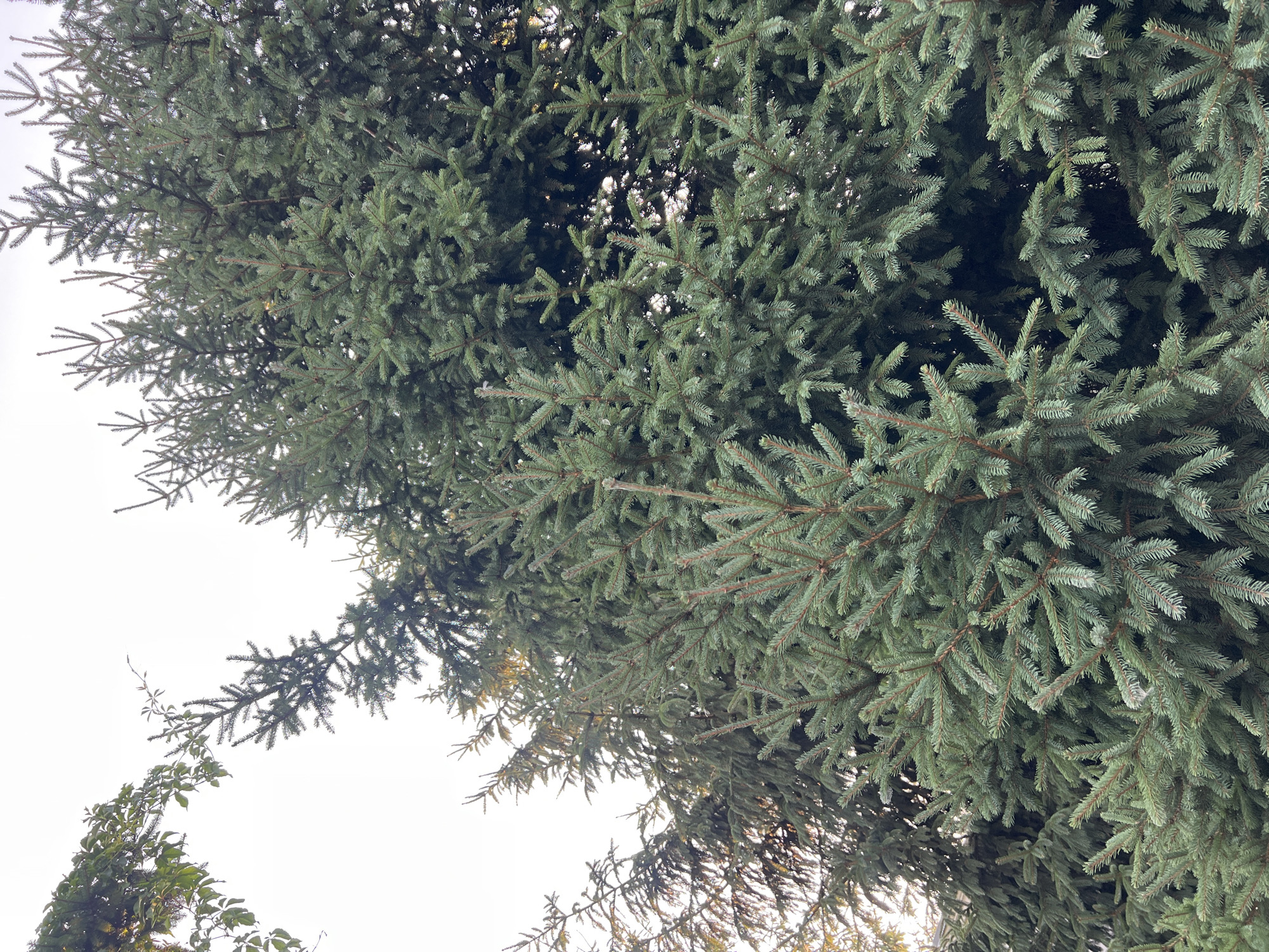 The image is a close-up, low-angle shot of dense evergreen trees, primarily spruce, against a bright, overcast sky. The foliage is a deep green, with some branches closer to the camera appearing lighter and more defined, suggesting they are catching more light. The overall impression is one of lush, thick greenery. There are no people, animals, or man-made objects visible in the frame. The scene is outdoors, with the natural elements of the trees and sky dominating the composition. The location is identified as Fontanka, Ukraine.