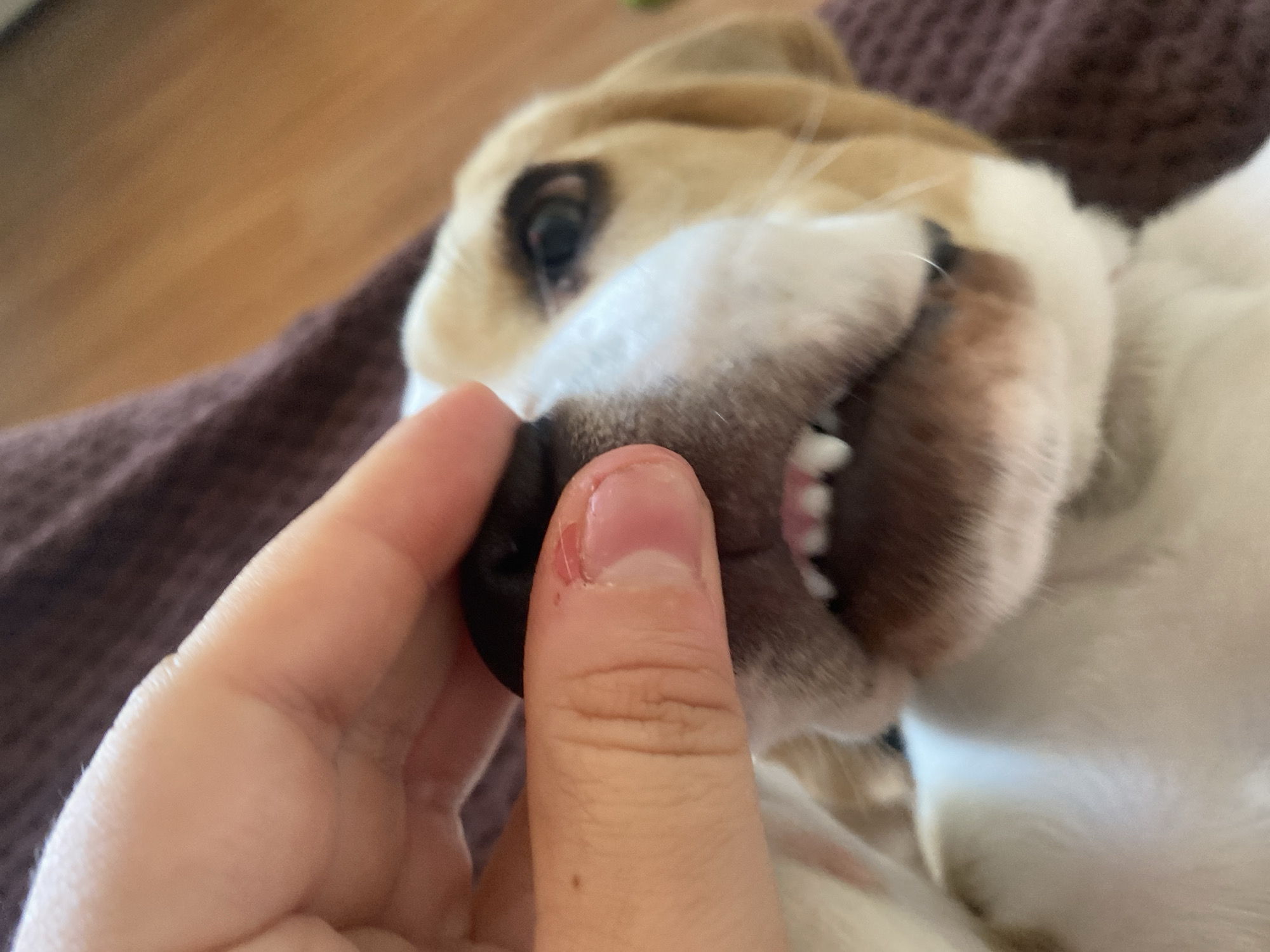 A close-up, low-angle shot captures a person's hand gently pulling back the muzzle of a small dog, revealing its teeth. The dog has light brown and white fur, with distinct brown markings around its eyes. Its mouth is open, displaying small, white teeth and pink gums. The background consists of a textured brown surface and a wooden floor, suggesting an indoor setting, possibly a home. The image is well-lit, with the focus primarily on the dog's face and the interacting hand. The scene does not contain any elements indicating a specific location in the city of Perm, Russia.