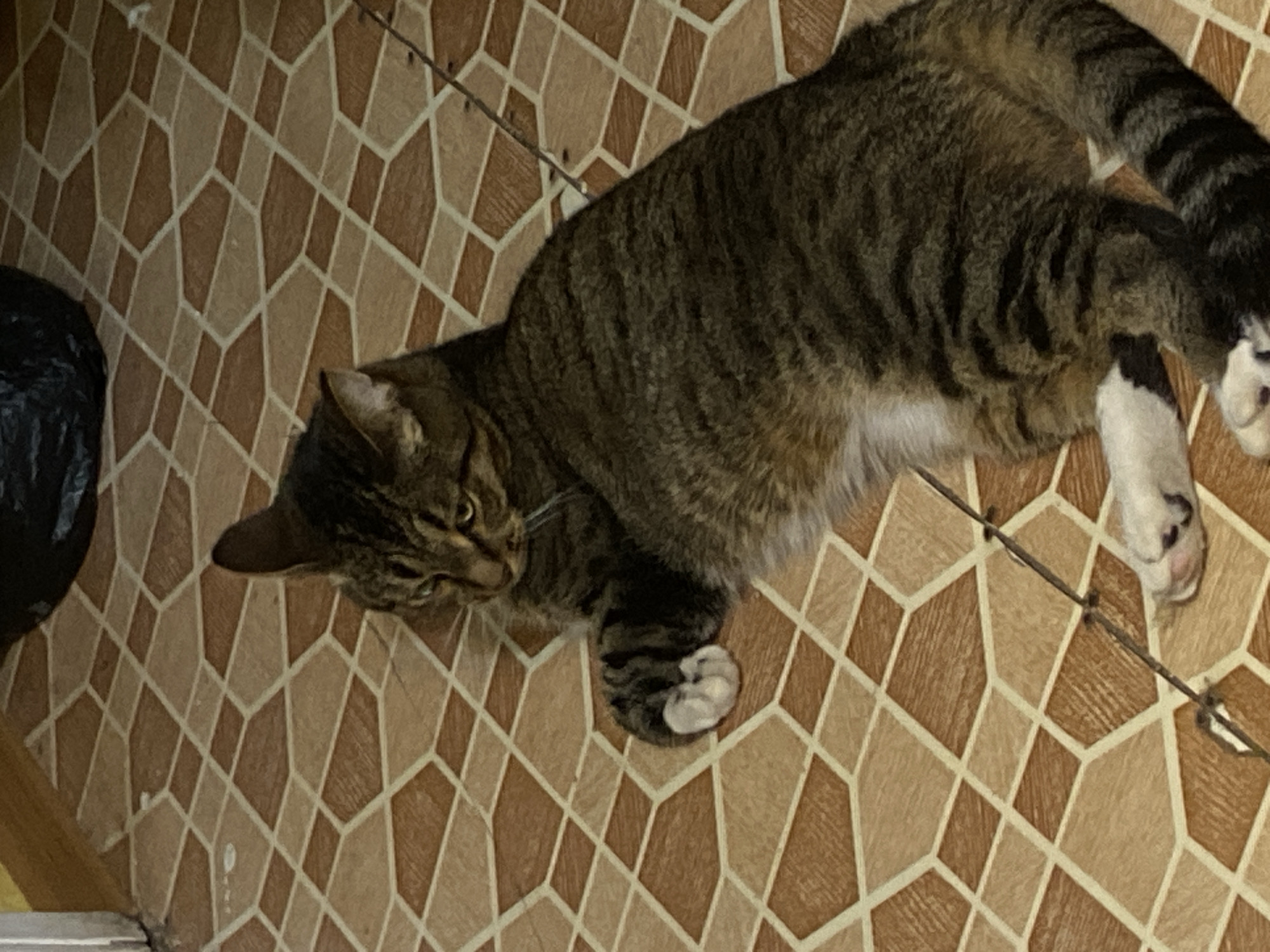 A tabby cat is lying on a floor tiled with a geometric pattern of light brown and beige polygons. The cat is in the center of the image, facing left with its head turned slightly towards the viewer. Its fur is striped with dark brown and black markings. The cat has white paws and a white patch on its chest. A black trash bag is partially visible in the upper right corner of the image. The image appears to be taken indoors, likely in a residential setting. There is no information in the image that would indicate a specific location in the city of Nyagan, Russia.