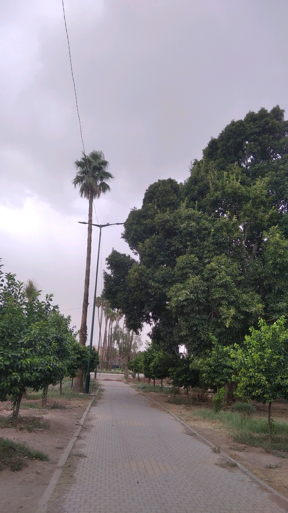 A paved pathway extends through a park-like setting in Marrakech, Morocco, on an overcast day. The pathway, constructed of grey interlocking bricks, is bordered by sandy soil and grass on either side. Dense green foliage lines the pathway, with mature trees on the right and smaller, cultivated trees on the left. A tall palm tree stands prominently on the left, next to a lamppost. In the background, a line of thinner palm trees leads the eye further down the path, with hints of buildings visible beyond. A thin wire, likely an overhead utility line, stretches across the upper portion of the frame. No people are visible in the scene.