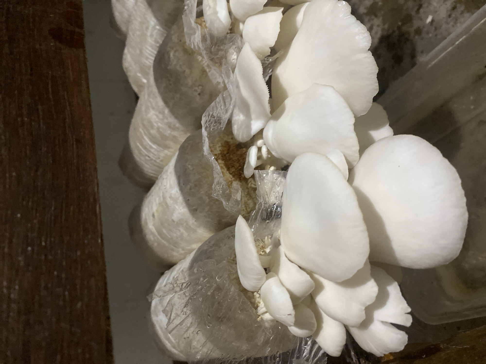 In Banjarbaru, Indonesia, a close-up shot focuses on a rack of mushroom cultivation bags. Several cylindrical bags, filled with a white, fibrous substrate, are arranged horizontally. Clusters of fresh, white oyster mushrooms are actively growing and emerging from some of these bags. The mushrooms exhibit their characteristic fan-like or shell-like shape, with smooth, broad caps and visible gills underneath. The surrounding environment appears to be an indoor cultivation space, possibly a farm or a dedicated growing area, with a wooden shelf visible at the top of the frame and a plastic container in the foreground. The lighting is dim, creating shadows and highlighting the white mushrooms.