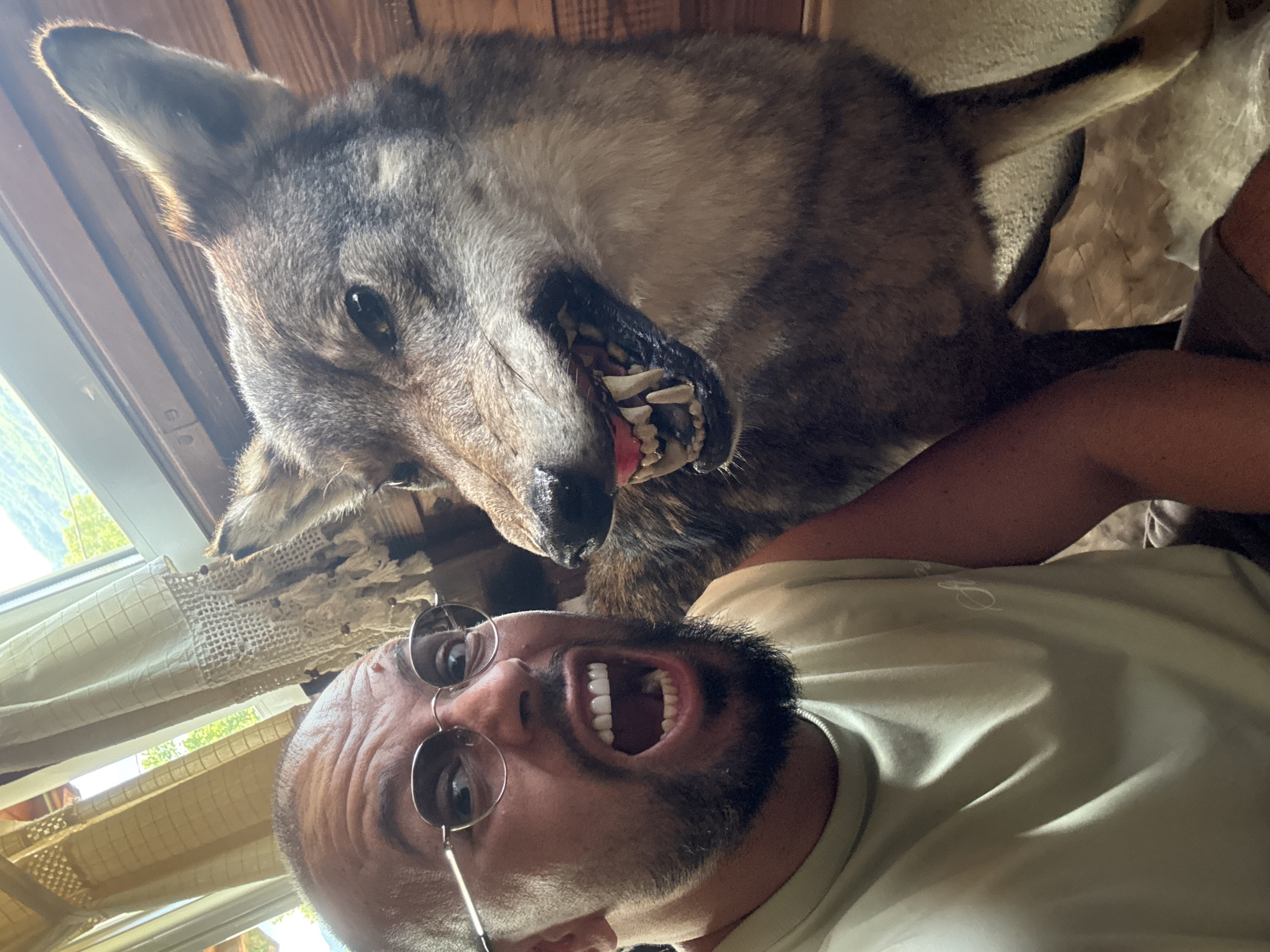 This media file is a selfie taken indoors, likely in Zgorigrad, Bulgaria. The primary subjects are a person and a taxidermied wolf. The person, positioned in the foreground, is wearing sunglasses and a light-colored t-shirt. They have a beard and their mouth is wide open in a surprised or playful expression. Behind them, the wolf's head is prominently displayed, with its mouth open to reveal sharp teeth and its tongue visible. The wolf appears to be a large specimen, with realistic fur and facial features.
The setting includes wooden walls in the background, suggesting a rustic or cabin-like interior. To the left of the frame, a window with curtains is visible, offering a glimpse of greenery and daylight outside, indicating the photo was taken during the daytime. The overall mood of the image appears to be lighthearted and potentially humorous, with the selfie-taker seemingly interacting playfully with the taxidermied wolf. There is no visible text in the image.