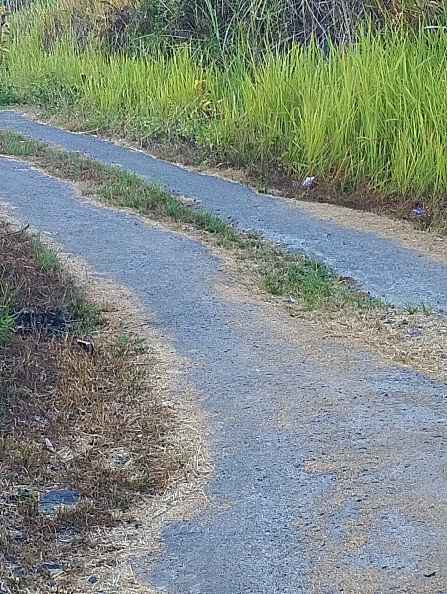 The image shows a two-lane dirt road or pathway in Tomohon, Indonesia. The road is flanked by tall, green grass on the right side and dry, brown grass and foliage on the left. The road surface appears to be a mixture of dirt and gravel, with some small stones and debris scattered across it. There are a few small pieces of litter visible along the edges of the road, including what appear to be colorful wrappers. The overall scene suggests a rural or semi-rural environment, likely in a tropical or subtropical region given the vegetation. The lighting indicates it is daytime, possibly late afternoon or early morning due to the angle of the shadows. No people or animals are visible in the image.
