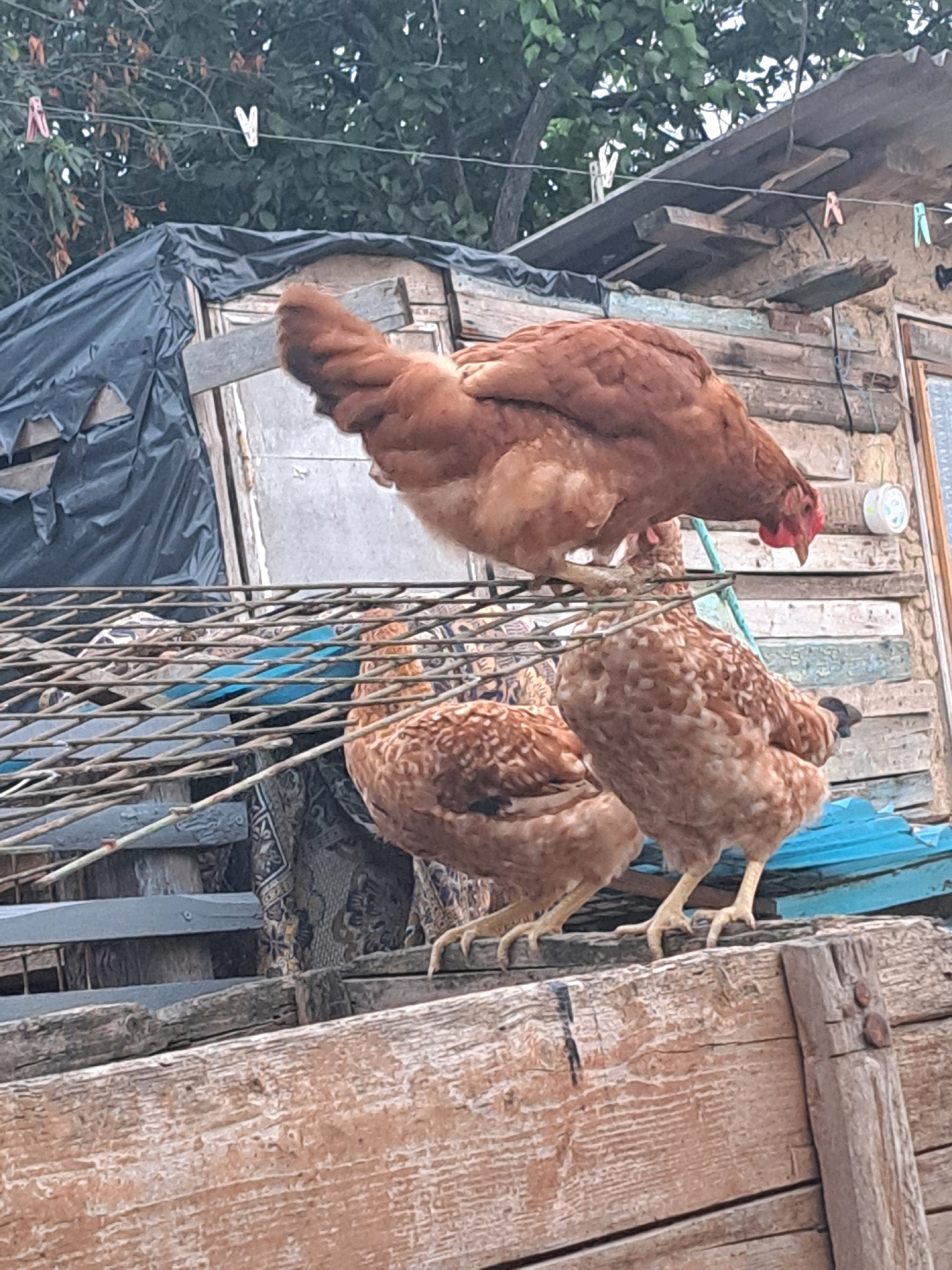 This is a medium-shot, outdoor, eye-level photograph taken in Vypasne, Ukraine. Three chickens are visible. The largest chicken, a reddish-brown hen, is positioned in the upper center of the frame, facing right with its head down as if pecking at something. It stands on a metal grate. To its lower left is another chicken, also reddish-brown with lighter speckles, facing right and slightly away from the camera. It stands on the metal grate. To the right of this speckled chicken is a third chicken, similar in appearance and facing right, with its legs visible on a wooden surface below the grate. The chickens are in an outdoor setting with various structures and materials in the background, including wooden planks, a black plastic sheet covering a structure, and some green foliage. There are also clotheslines with clothespins visible in the upper portion of the image. The overall impression is of a rustic or rural environment.