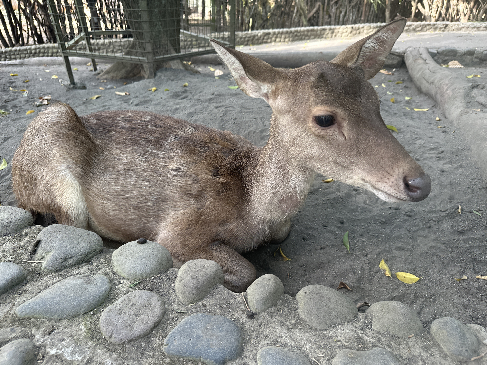 The image shows a deer lying down in a sandy enclosure with some stones in the foreground. The deer is a young adult, with short, brown fur and large ears. It is lying on its side, with its head resting on its front legs. The enclosure appears to be part of a zoo or wildlife park, with a fence and trees in the background. The ground is covered in sand and small stones, and there are a few fallen leaves scattered around. The overall impression is one of a peaceful, natural setting.
The image was taken in the city of Sukawati, Indonesia, which is known for its traditional markets and cultural attractions. The deer in the image is likely a species native to Indonesia, such as a sambar deer or a hog deer. The enclosure appears to be well-maintained, and the deer seems to be healthy and well-fed. The image is a good example of wildlife photography, capturing a moment of quiet repose in a natural setting.