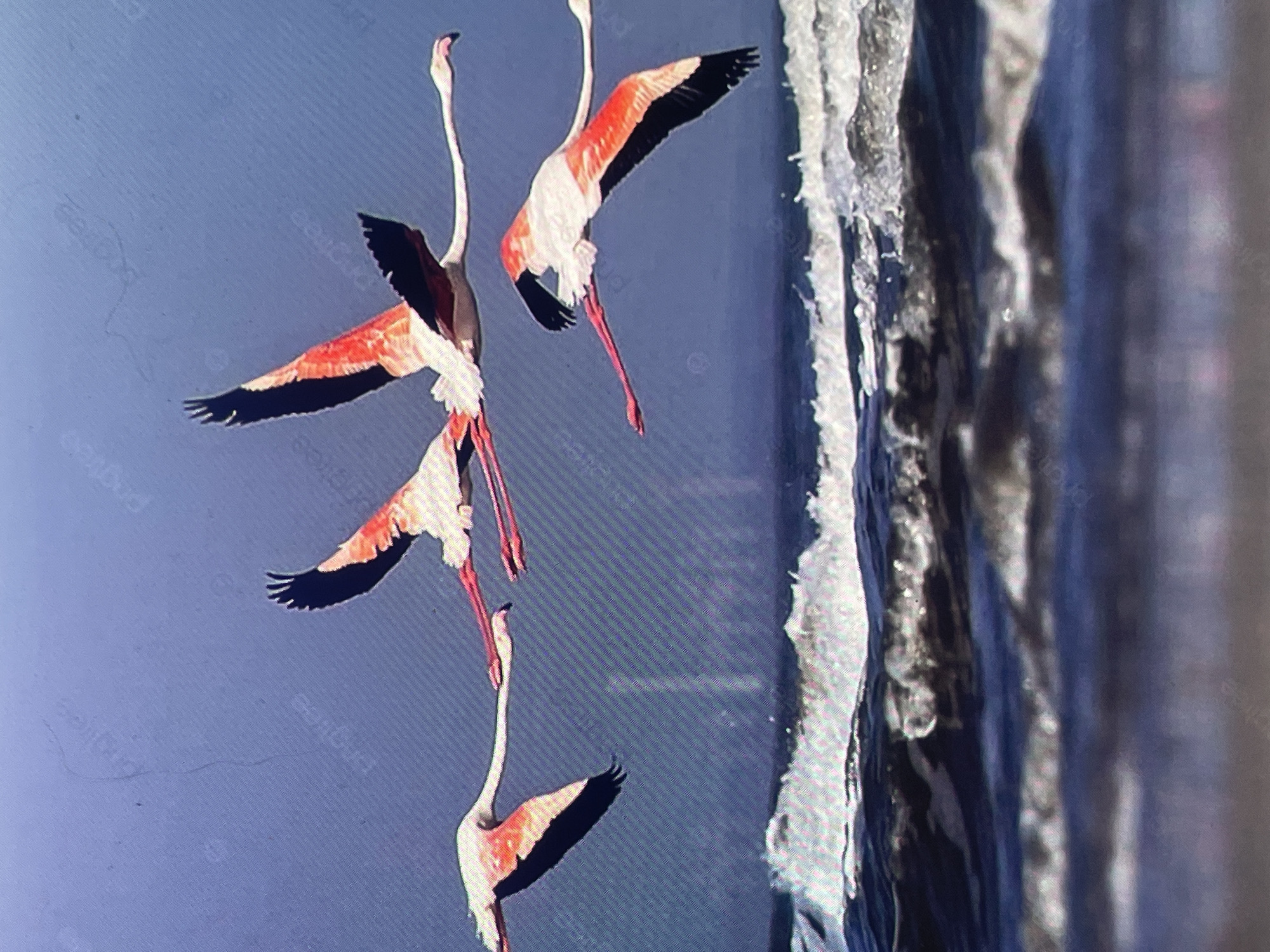 Four flamingos are depicted in flight over a body of water with distinct white-capped waves, set against a muted blue-grey sky. The birds are spread across the mid-to-upper frame, generally moving from left to right. The leftmost flamingo is partially visible, showing its pink, white, and black wing and extended neck. Two central flamingos, fully visible, display their prominent pink bodies, white upper wings, and black primary flight feathers, with long, slender necks extended forward and long pink legs trailing behind. A fourth flamingo is positioned in the lower right, mirroring the appearance and flight posture of the others. The water occupies the lower third of the image, showing dynamic waves breaking. In the distant background, faintly discernible structures or landforms rise above the horizon line where the water meets the sky, though they are out of focus. The scene is set in the city of Zelenyi Hai, Ukraine.