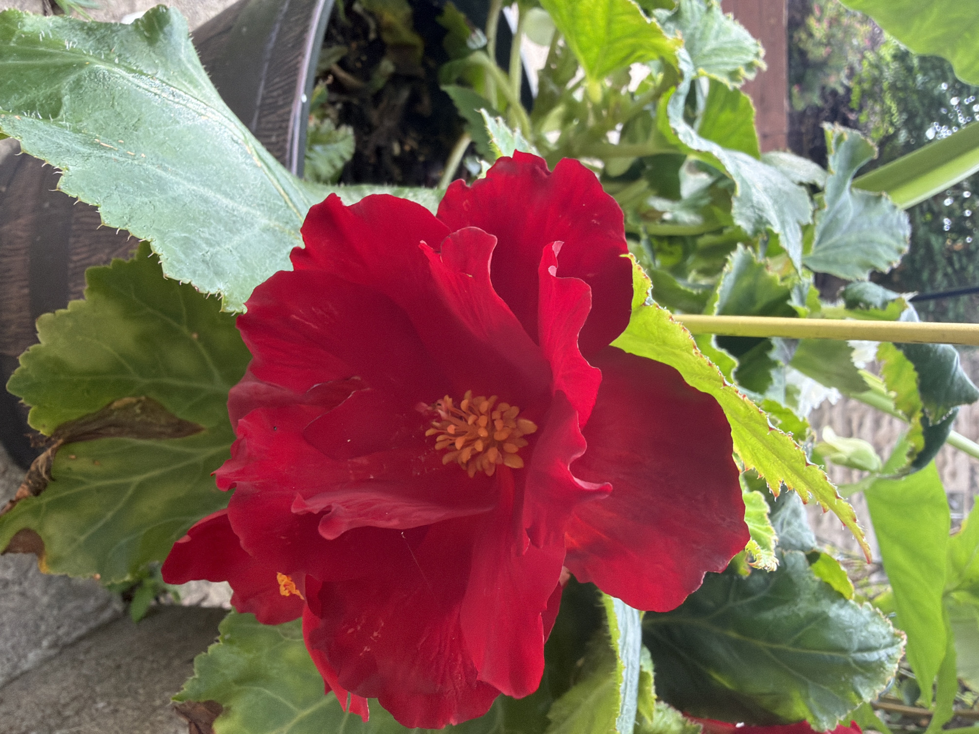 The image shows a close-up of a vibrant red begonia flower in bloom, with its ruffled petals and a cluster of yellow stamens at its center. The flower is surrounded by lush green leaves, some of which appear slightly fuzzy along their serrated edges. The plant is in a dark-colored pot, with glimpses of soil visible. In the background, blurred greenery and a glimpse of a stone wall or building suggest an outdoor setting, possibly a garden or patio. The lighting indicates it is daytime. The image was taken in Pittsburgh, United States of America.