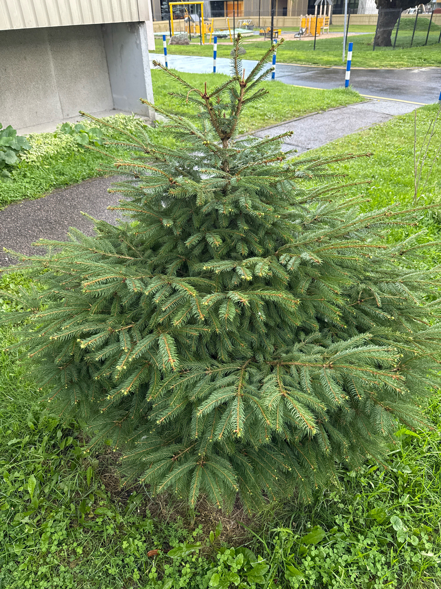 A small, dense evergreen tree stands in a patch of grass. To the left of the tree, a concrete path runs alongside a building with a textured, light-colored facade. Behind the tree, a paved pathway leads to a playground with yellow and blue structures and a paved area. The ground is damp, and there is a light green lawn surrounding the tree. The sky is not visible in the frame. The scene appears to be an outdoor area in an urban setting, possibly a residential complex or public space, located in Tallinn, Estonia.