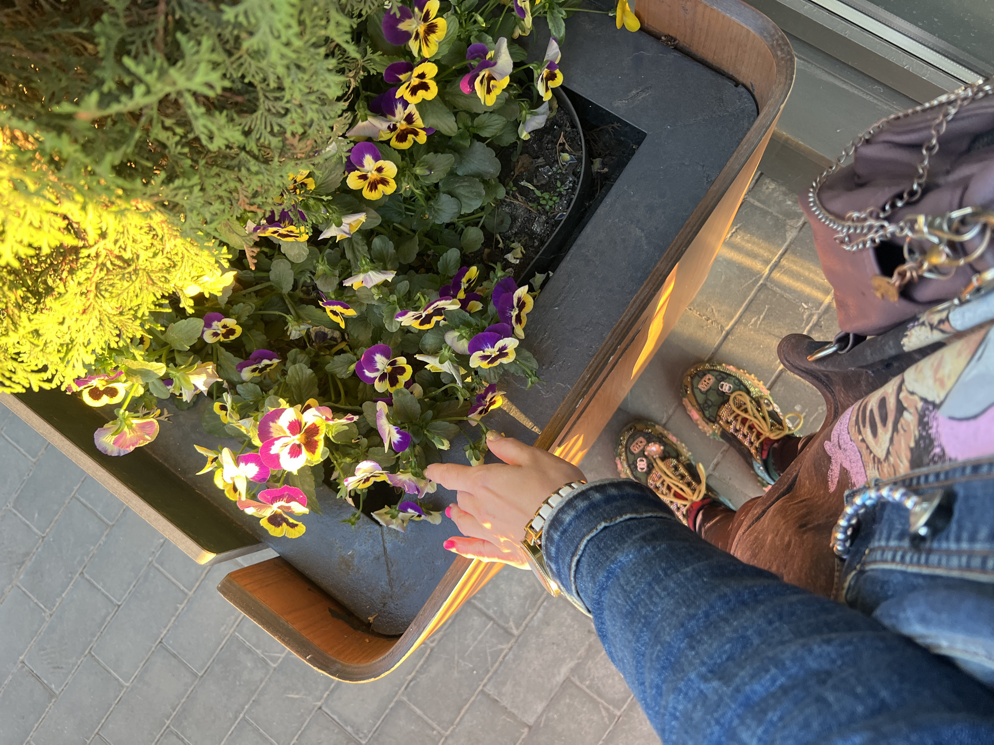 In Kostroma, Russia, a close-up, eye-level shot captures a person's arm and hand reaching towards a planter filled with pansies. The flowers display a vibrant mix of purple, yellow, and white petals, interspersed with lush green foliage. A portion of a coniferous tree, bathed in warm, golden sunlight, occupies the upper right quadrant of the frame. The planter itself is a dark, rectangular structure with wooden trim, set against a paved, gray tile surface. The individual is wearing a denim jacket and stylish, embellished sneakers. Their left hand, adorned with a wristwatch and bright pink nail polish, gently touches a flower. A handbag with a silver chain strap is visible in the lower right corner. The sunlight casts a warm glow, highlighting the textures of the plants and the surrounding environment.