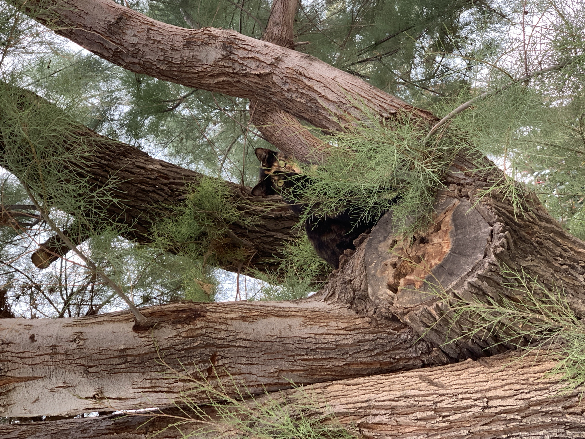 A medium shot captures a cat perched amidst a fallen tree. The cat, predominantly black and brown, is nestled between two large tree branches. The tree itself is a tan color with rough bark. Green, needle-like leaves obscure the view partially. The surroundings suggest a park-like setting, potentially in Tel Aviv, Israel, but no specific landmarks confirm this. The sky is muted in the background.
