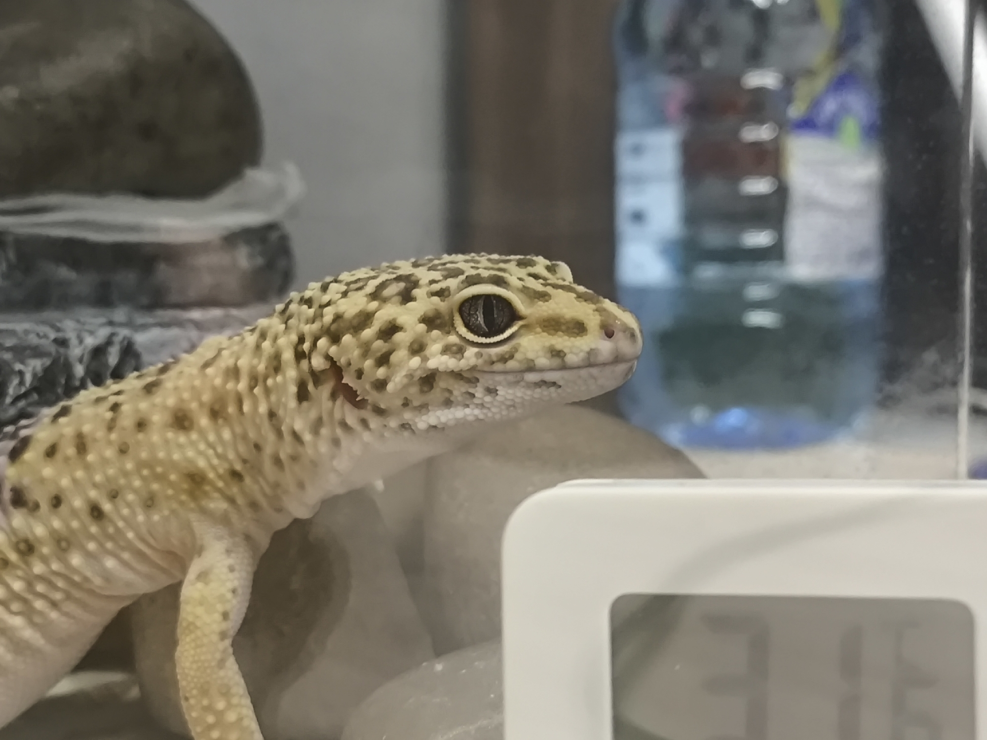A tan and brown spotted leopard gecko is resting in its enclosure next to a white digital thermometer. The enclosure also contains stacked stones in the left background and a water bottle in the background to the right. The location is not identifiable in this image.