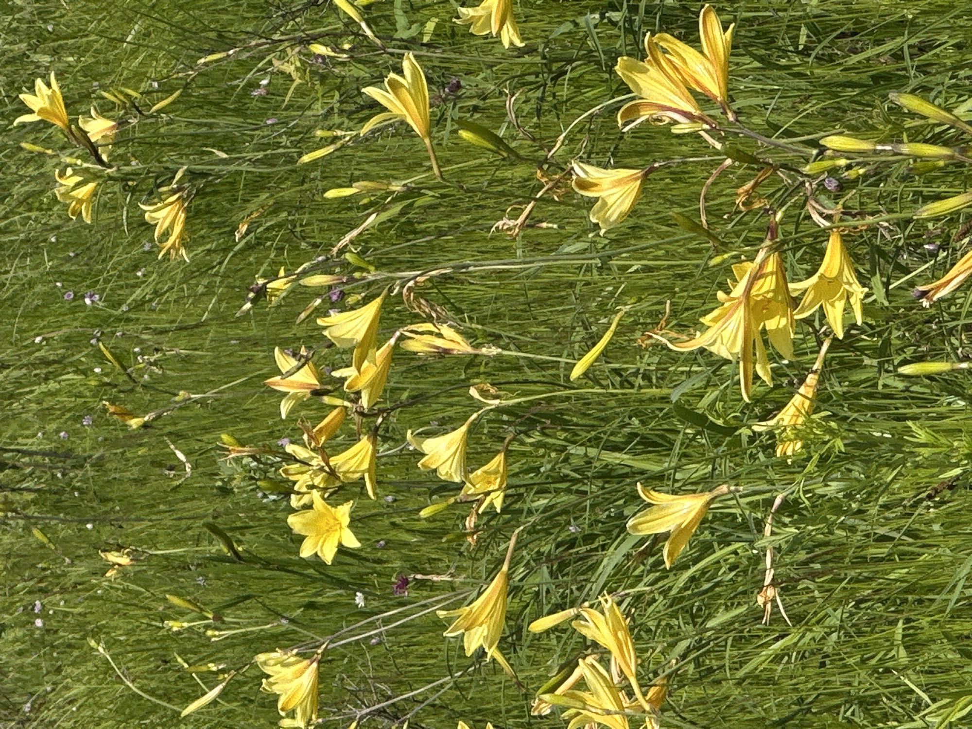 A naturalistic scene in a grassy field, likely in Im. Tel'mana, Russia, features numerous yellow daylilies in bloom. The flowers, with their distinctive trumpet-like petals, are scattered throughout the frame, some fully open and others in bud. They are interspersed with tall, green grass and the occasional small, purple wildflower, creating a vibrant and textured landscape. The lighting suggests a bright, sunny day, with sunlight casting subtle shadows and highlighting the delicate structures of the blossoms and foliage. There are no people or man-made objects visible in the image.