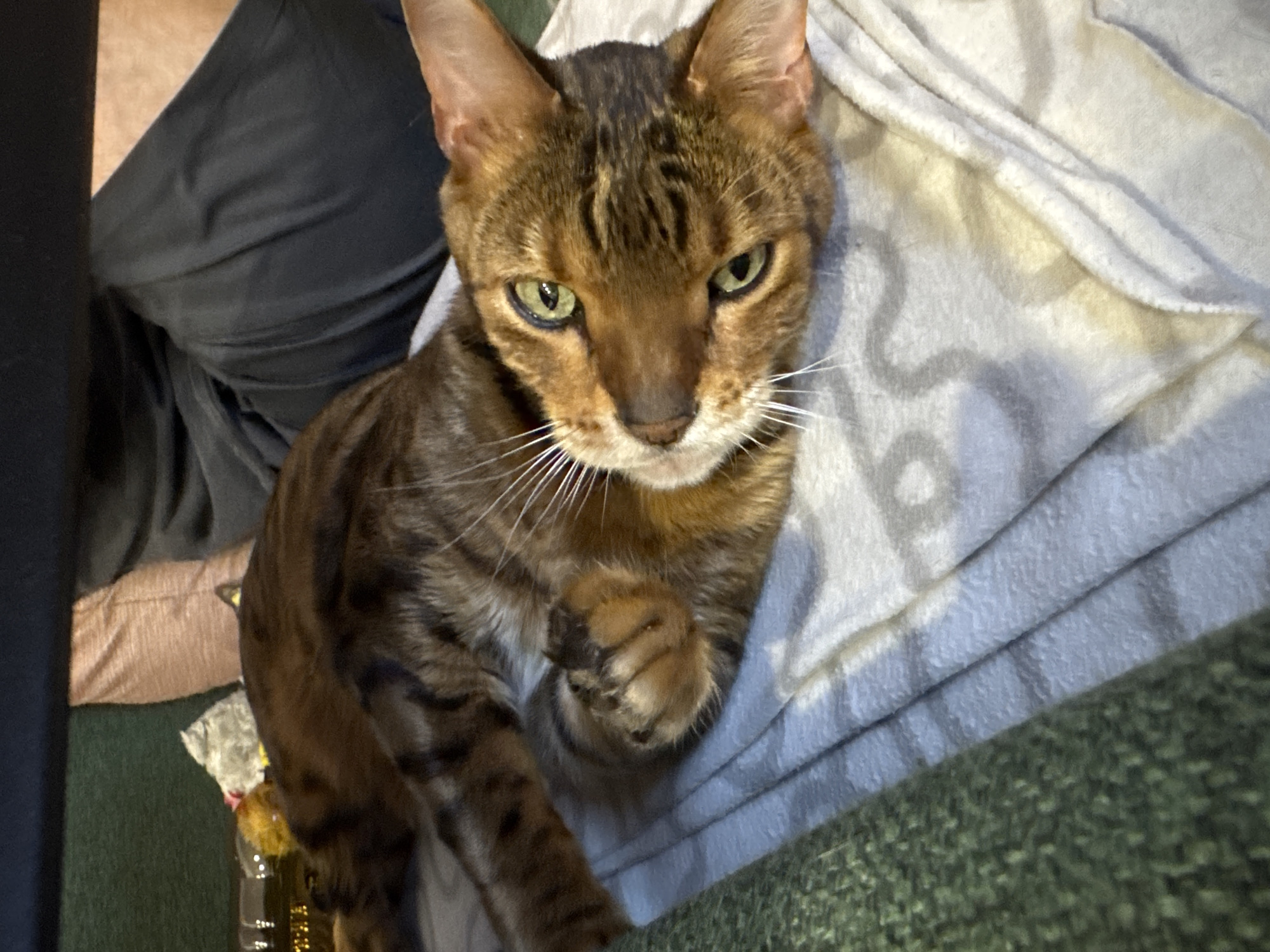 A close-up, eye-level shot of a brown and black tabby cat with green eyes looking directly at the camera. The cat is indoors, partly on a light grey blanket and partly on an olive green textured surface that appears to be a couch or chair. The cat has one paw curled up near its chest. In the background, there is a person wearing dark grey pants and a lighter-colored long-sleeved shirt. A glass jar is also partially visible. The location is Unknown, Unknown.