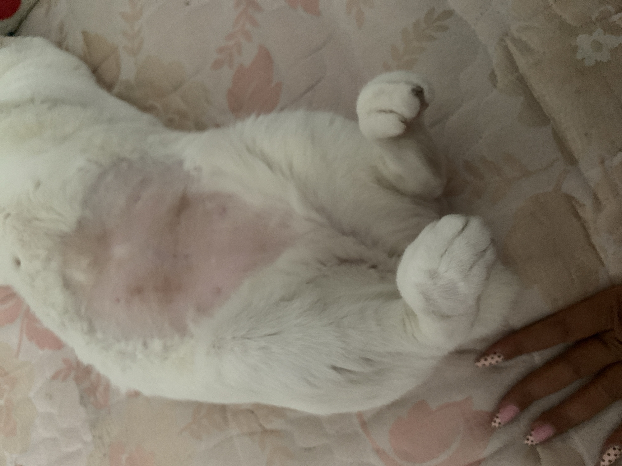 The image shows a close-up, overhead view of a white cat lying on its back on a soft, patterned surface. The cat's belly is exposed, revealing some pink skin with a few darker spots. Its paws are visible, one raised towards its face, while the other is tucked closer to its body. The background is a light-colored fabric with a subtle floral or leaf pattern in shades of pink and beige. To the right of the cat, a person's hand with manicured nails is visible, with fingernails painted in pink with small polka dots and white French tips. The setting appears to be indoors, on a bed or comfortable surface. The overall mood is relaxed and intimate, suggesting a moment of comfort and trust between the cat and its owner. There is no visible text in the image. The location context is Sukawati, Indonesia.