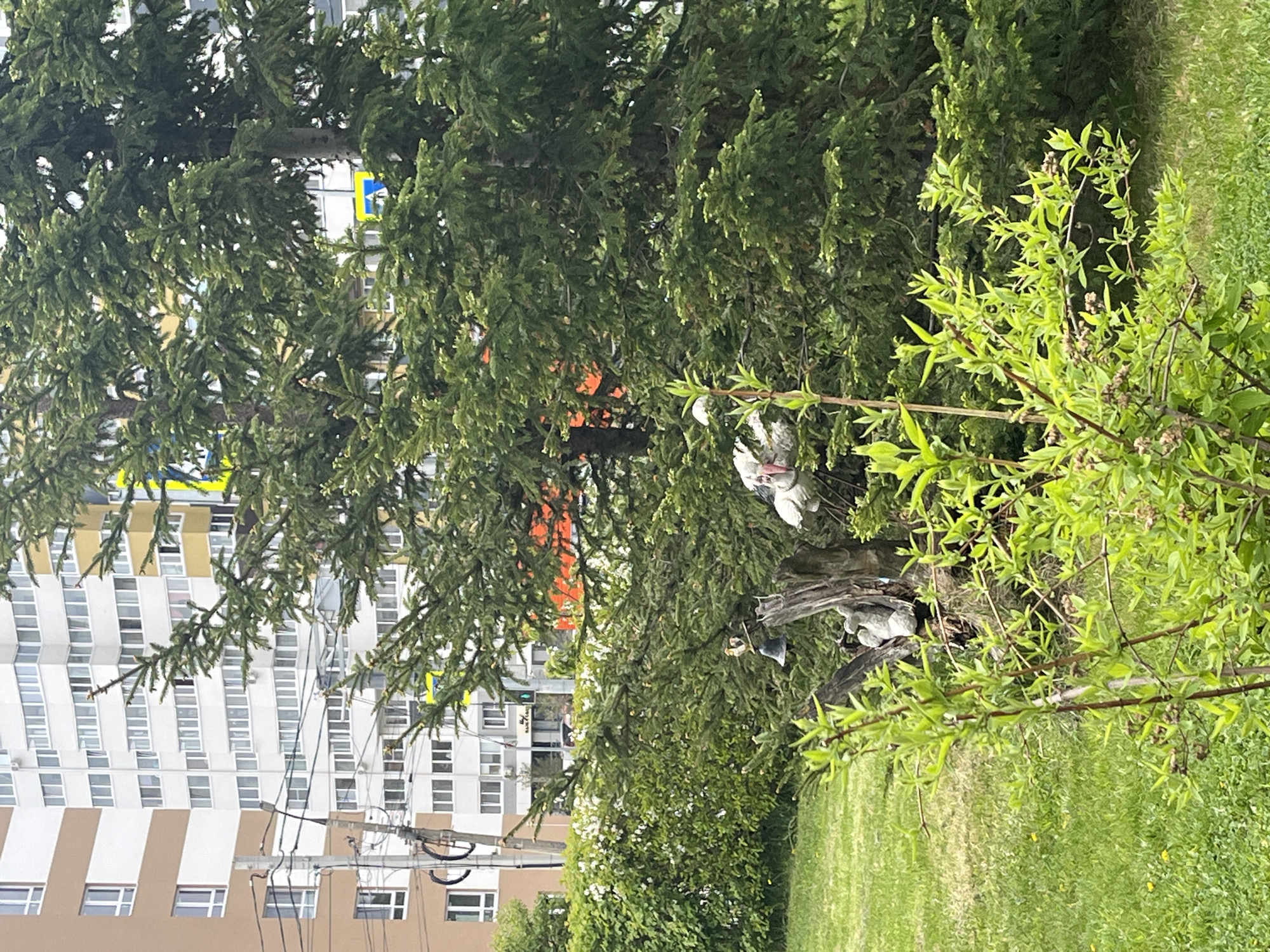 A daytime scene in what appears to be a park area within the city of Ulyanovsk, Russia. A multi-story building with a white and brown facade is visible in the background, partially obscured by trees. The foreground features greenery, including trees and a grassy area. There is an artificial sculpture made to look like birds on a branch. Utility poles and wires are also visible, and an unidentified sign in blue and yellow is partially visible through the trees.