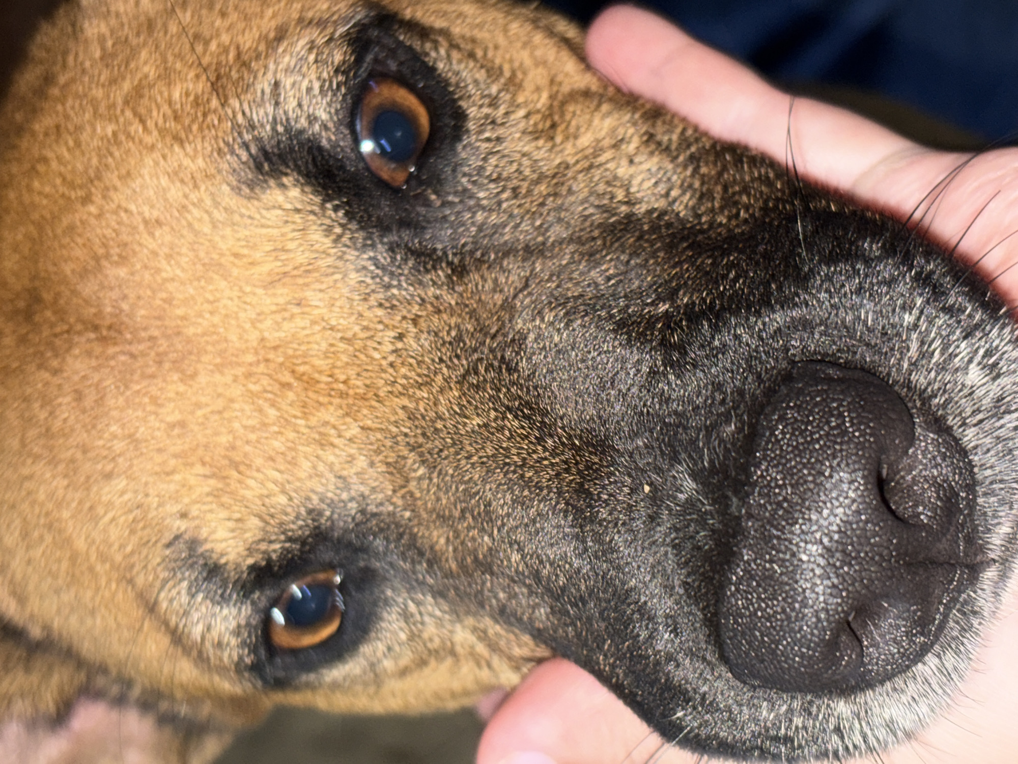 A close-up photograph depicts the head of a brown and black dog being held by a person's hand. The dog's eyes are brown with visible reflections, and its nose is black and textured. The dog's fur transitions from brown on the top left to black around the nose and eyes. A person's hand is visible near the dog's nose. The scene's location in Ciudad Guayana, Venezuela, is not discernible from the image.