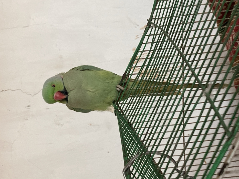 A Rose-ringed Parakeet (Psittacula krameri) is depicted perched on the top surface of a green wire cage. The bird exhibits predominantly green plumage, a bright red upper mandible, a dark lower mandible, and dark eyes, facing directly towards the viewer. Its tail feathers extend vertically downwards, partially obscuring the cage wires. The cage is constructed from green-coated metal wires forming a grid pattern. The background consists of a plain, light-colored wall displaying visible cracks and textured imperfections. Below the cage, to the right, a segment of patterned fabric featuring red, white, and cream colors is visible. The scene is located in Sanjawi, Pakistan.