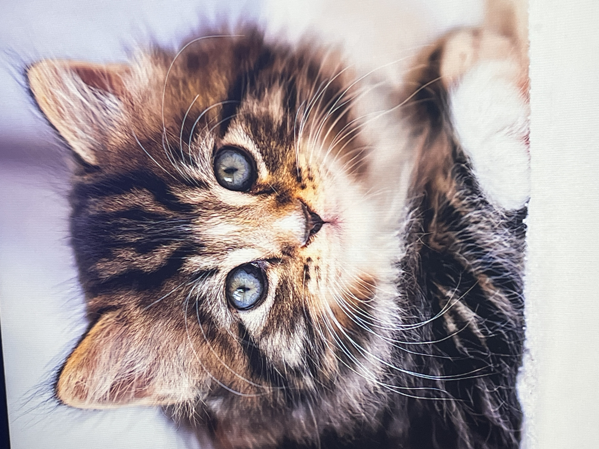 A close-up, high-angle shot features the adorable face of a tabby kitten, its head playfully tilted to the left. The kitten's most striking feature is its large, round, blue-green eyes, which gaze directly and curiously at the viewer. Its fur is a mix of warm brown, black, and some lighter, creamy tones, creating classic tabby stripes that are particularly prominent around its eyes and on its forehead. Long, delicate white whiskers fan out from its muzzle, and its small nose is a soft pink.
Only the kitten's head and part of its shoulders are clearly visible, with a glimpse of a white paw or chest fur on the far right edge of the frame. The background is a soft, out-of-focus white or very light grey, emphasizing the kitten as the sole subject. The lighting is gentle and even, highlighting the texture of its fluffy fur without harsh shadows. There are no other objects or people visible. The kitten appears calm and engaging, seemingly observing its surroundings or the camera. No text is present in the image. While the location context is Shumen, Bulgaria, there are no specific visual cues within the image itself to indicate this location.