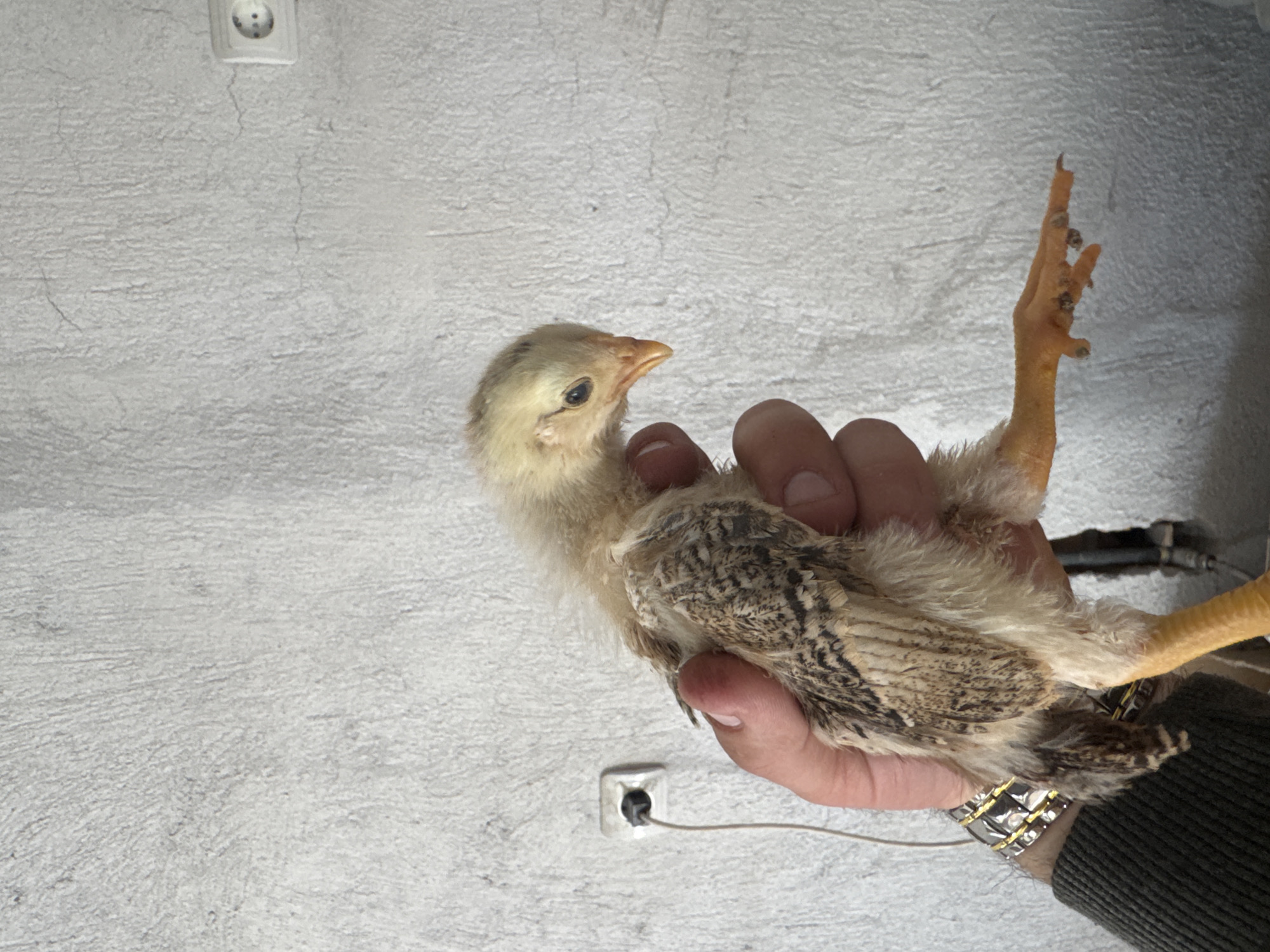 A hand holds a small chicken against a textured, off-white wall. The chicken has a light-yellow head and patterned brown and beige feathers. One leg is extended upward. The hand holding the chicken has a silver and gold-toned watch on the wrist. Two electrical outlets are visible on the wall. The location is Sarnevo, Bulgaria.