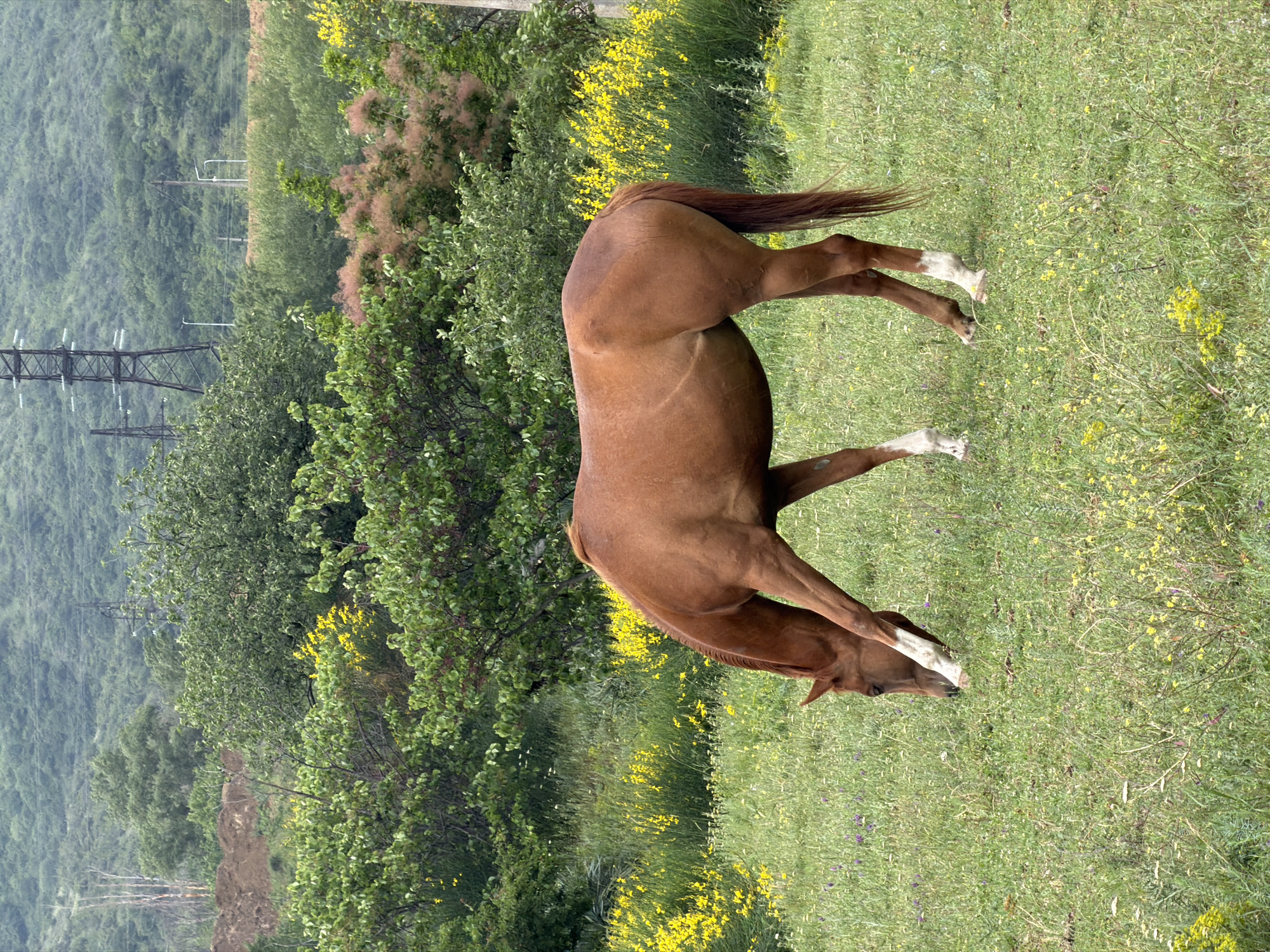 A chestnut horse with white stockings grazes in a field of green grass dotted with yellow wildflowers. The landscape includes trees, shrubs with pink blooms, and a distant mountainous view, with power lines visible in the background. The location is likely in the vicinity of Mtskheta, Georgia, given the terrain and vegetation. The horse is the primary subject and is actively grazing.