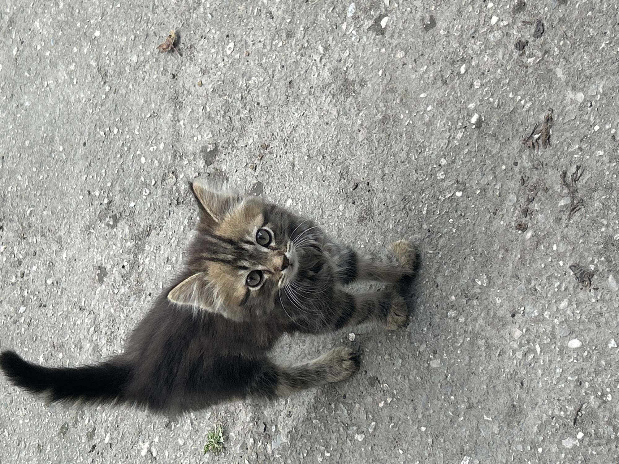 A young kitten stands on a gray asphalt surface. The kitten is a mix of brown and black tabby markings with lighter fur around its face and paws. Its tail is black and held high. The kitten is looking directly at the camera with large, round eyes. The asphalt appears to be outdoors, with some small bits of debris and a sprig of green vegetation visible to the left of the kitten. The scene is consistent with an urban environment.