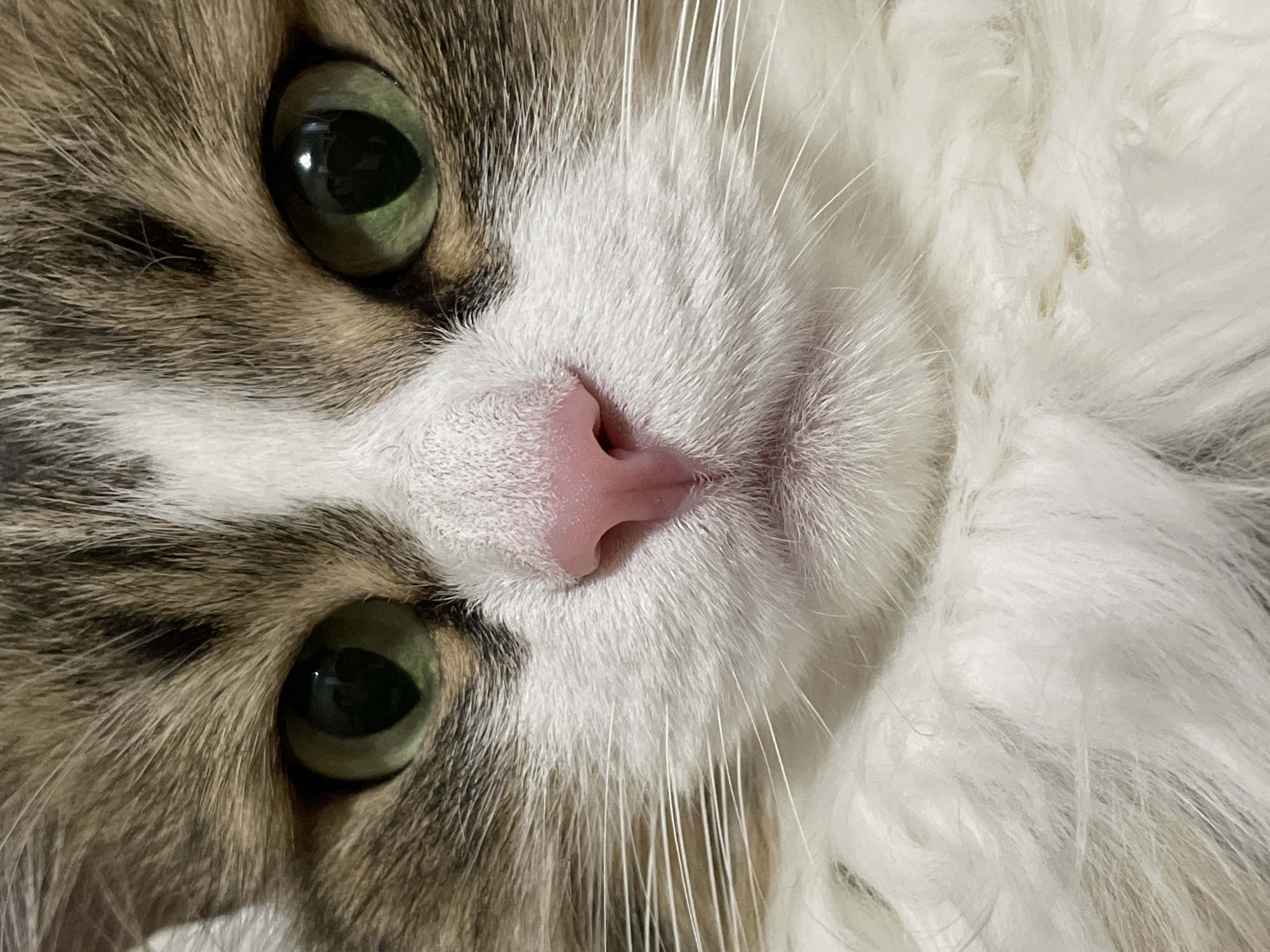 This is a close-up, head-on, eye-level photograph of a calico cat's face. The cat's green eyes are wide open and prominent, reflecting light. Its nose is a vibrant pink, and its white whiskers are spread out horizontally. The cat's fur is a mixture of white, brown, and black tabby stripes on its head, transitioning to fluffy white fur around its cheeks and chest. The background is out of focus and appears to be an indoor setting. There is no indication of the cat's location in Izhevsk, Russia, or any environmental context that would place it within a city.