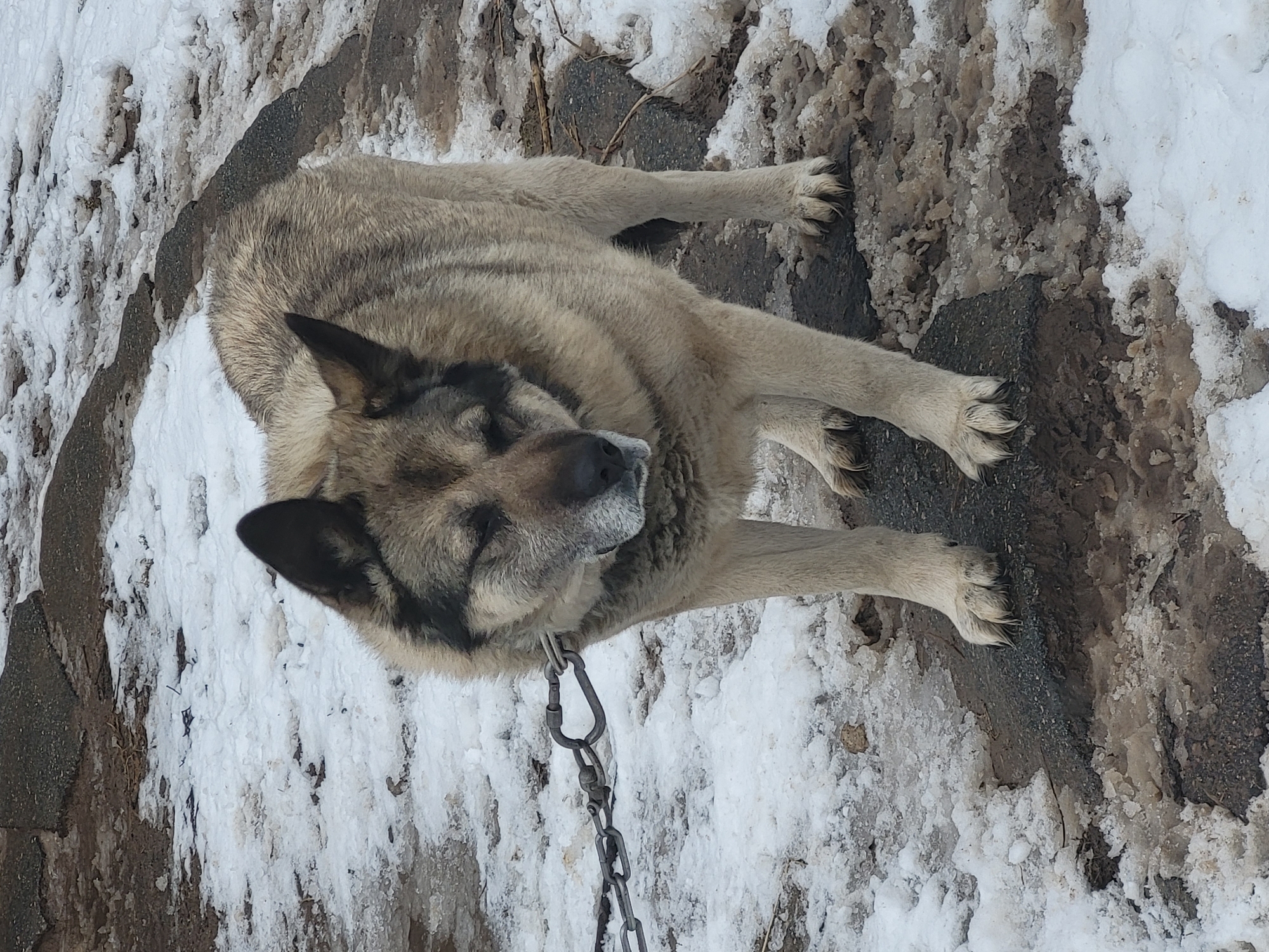The image shows a medium-sized dog lying on a patch of snow and muddy ground. The dog is primarily light brown with black markings around its ears and a chain leash attached to its collar. The dog's eyes are closed, possibly sleeping. The ground consists of a mix of dirty snow and dark, muddy areas. According to user data, the location is Зипуново, Russia.