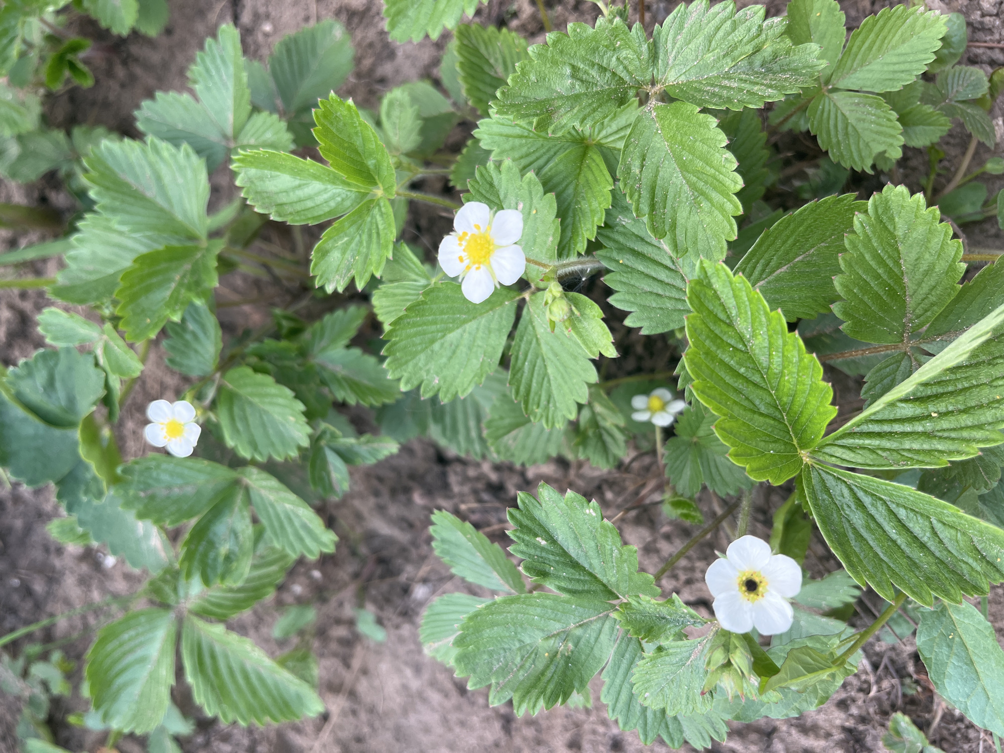 The image shows a close-up view of a patch of strawberry plants growing in soil. There are several plants with their characteristic trifoliate leaves. Some of the plants have small white flowers with yellow centers. The soil appears relatively dry. No people or specific objects are identifiable in the image. The location, Izhevsk, Russia, cannot be confirmed based on the visual content alone.