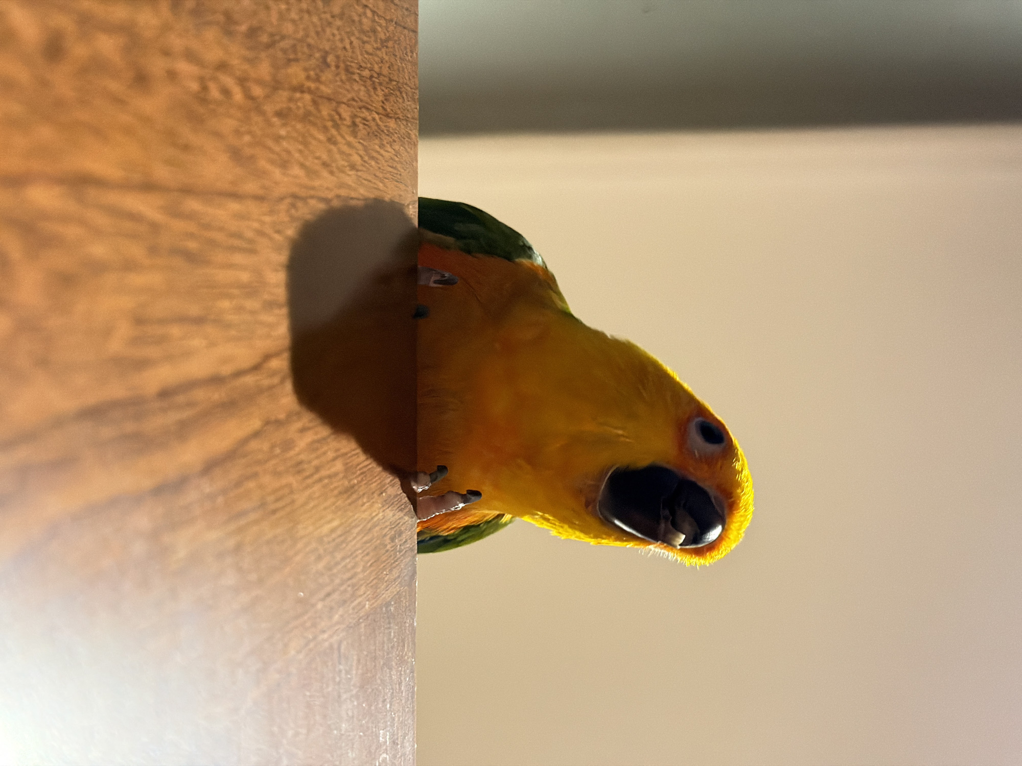 A vibrant Sun Conure parrot, characterized by its bright yellow and orange head and body, green wing feathers, and a black beak, is depicted peeking from behind a vertical wooden surface. The parrot's dark eye is focused directly towards the viewer, conveying curiosity or alertness. Its small claws are visible, gripping the edge of the dark brown, wood-grained surface.
The wooden surface, likely a piece of furniture or a door frame, is brightly lit, casting a distinct shadow from the parrot onto the wood itself. This suggests a strong, possibly natural light source and indicates a daytime setting. The background is a plain, smooth, light-colored surface, such as a wall or ceiling. The image is an indoor scene. No text is visible. While the context of Khimki, Russia, is provided, there are no visual cues within the image to confirm this specific location.