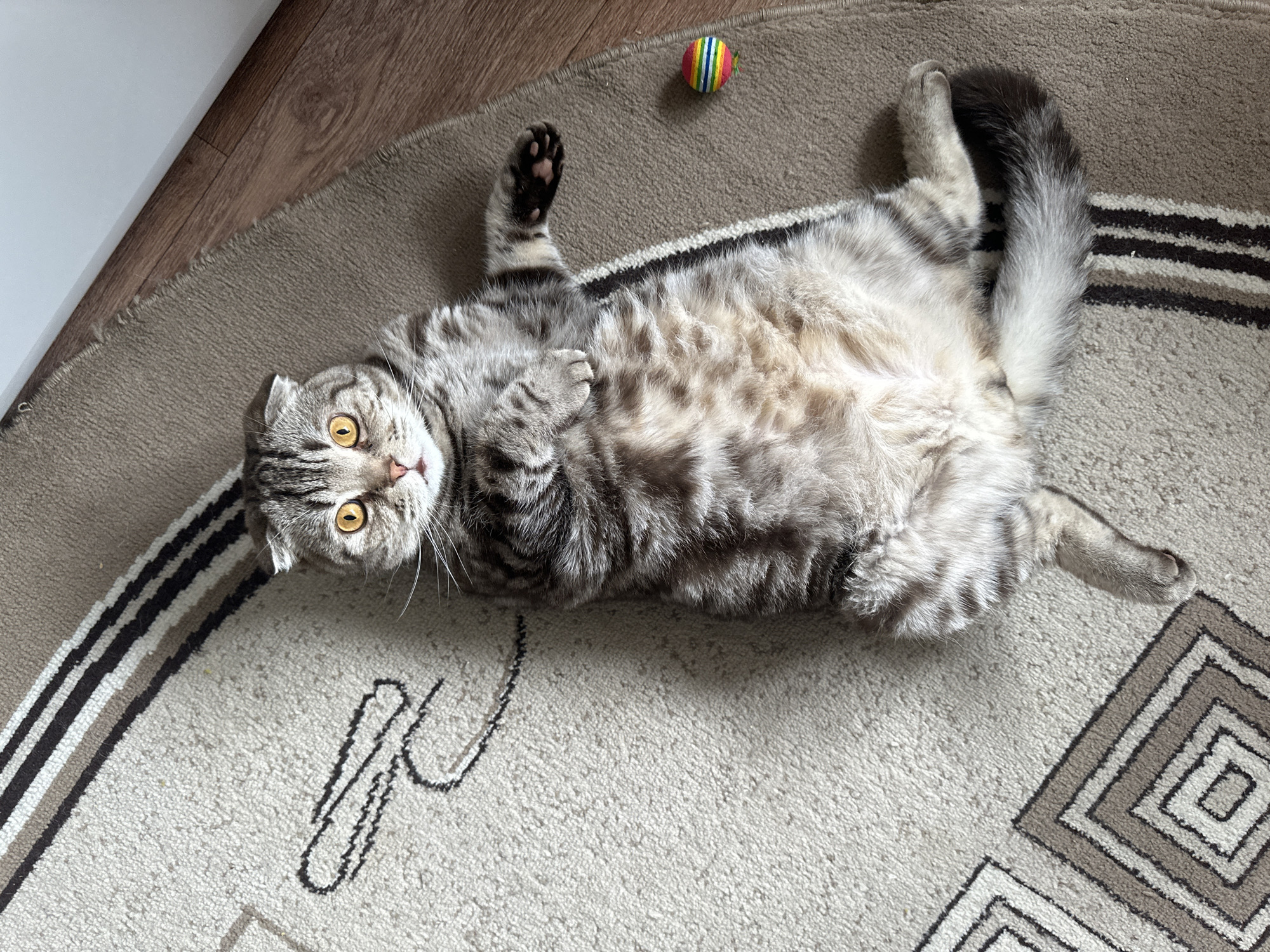 A grey tabby cat with yellow eyes lies on its back on a beige and brown patterned rug, on the floor of a room in an Unknown city. The cat's paws are curled up, and a colorful ball is visible near its head. A portion of wood flooring is visible in the upper left corner of the image.