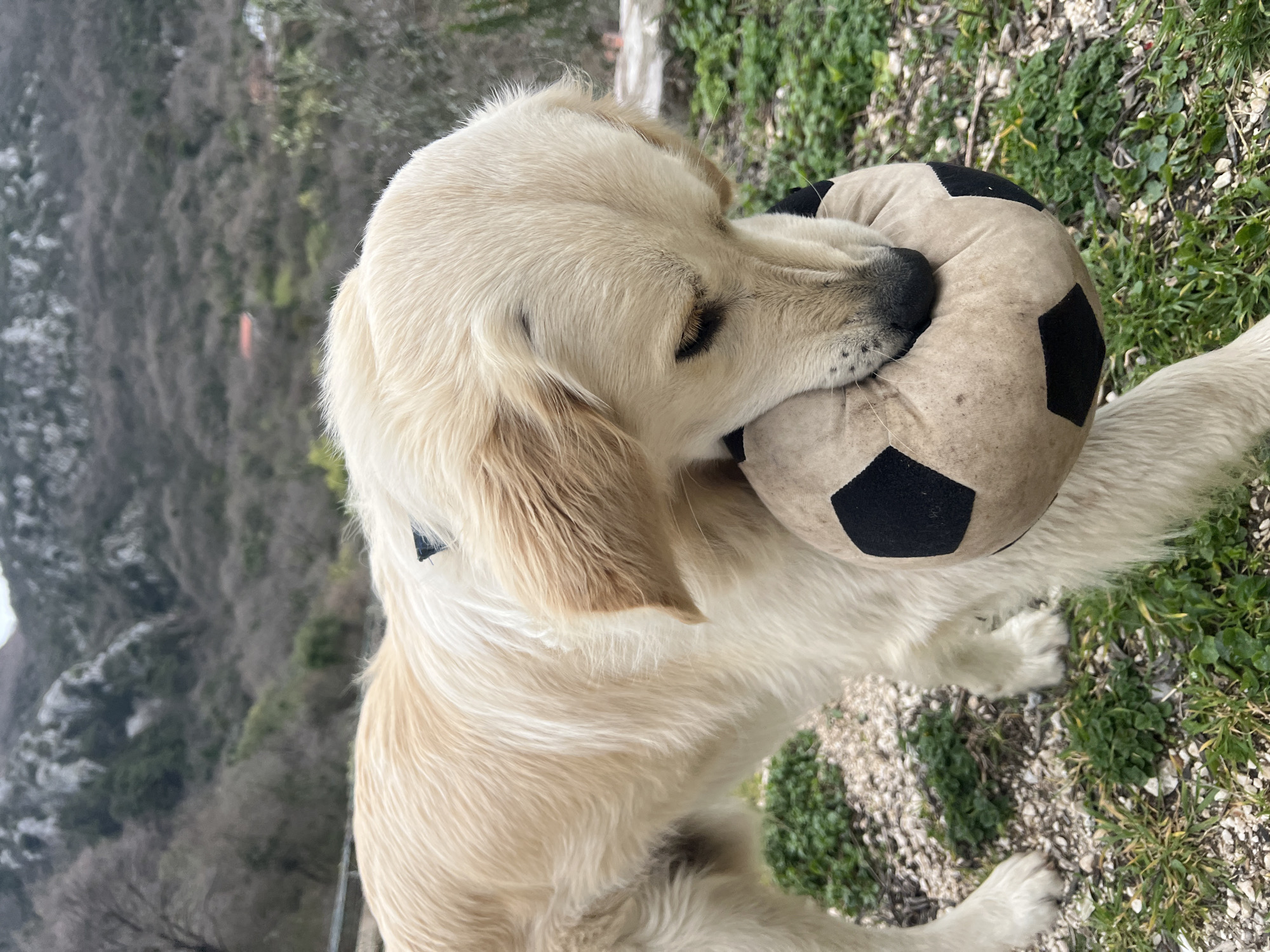A light-colored golden retriever dog is standing outdoors with a black and white soccer ball-like toy in its mouth. The location appears to be in a natural area of Krapina, Montenegro, with trees and foliage in the background and underfoot. The dog's head is angled upwards and tilted slightly to the right. The surroundings consist of vegetation, possibly grass and weeds, suggesting a natural or semi-natural environment. The background shows hills or mountains with sparse vegetation. The dog is the primary subject and occupies the center of the frame.