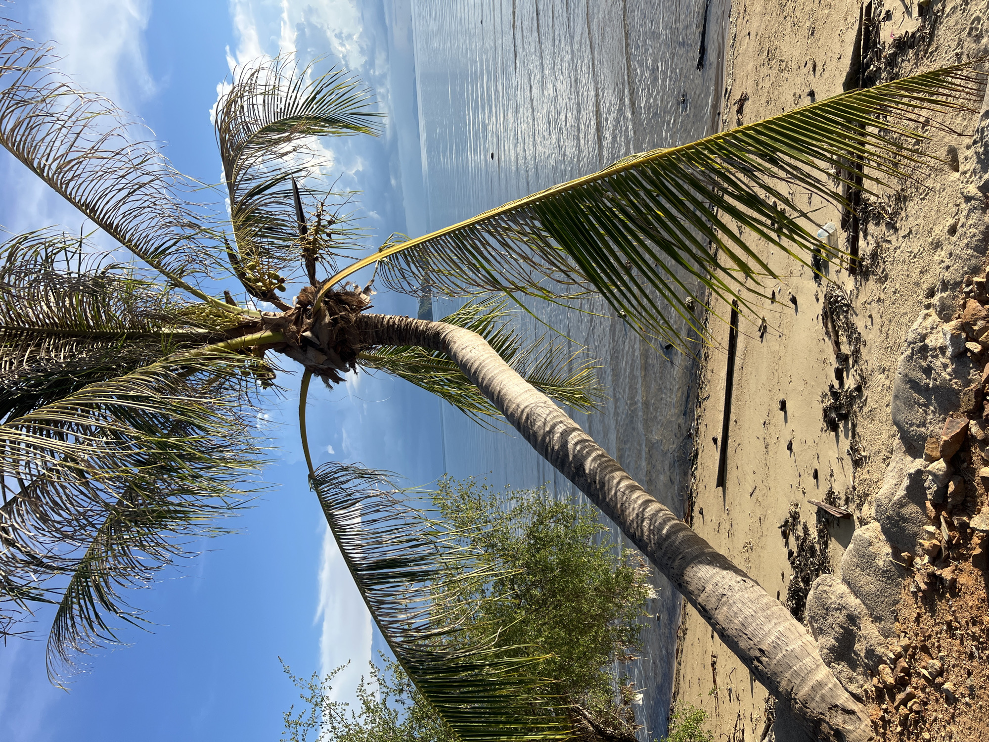 The image captures a scenic view of a tropical beach with a prominent coconut palm tree leaning over the sand. The palm tree's trunk is thick and textured, with its fronds stretching out towards the ocean, some appearing dry and wispy while others are lush green. The beach itself is sandy and appears slightly damp near the water's edge, with scattered debris like dried seaweed and small pieces of wood. Rocks are visible on the right side of the frame, suggesting a natural, somewhat rugged coastline.
The ocean is calm, with gentle ripples reflecting the bright blue sky and scattered white clouds. The water stretches out to a distant horizon, where a faint landmass or mountainous silhouette can be seen. The sunlight suggests it is daytime, likely mid-morning or late afternoon, given the angle of the shadows cast by the palm tree and the warm, golden hue of the sand. The overall mood is serene and peaceful, evoking a sense of tropical tranquility. The location context places this scene in Ko Pha Ngan, Thailand, which is known for its beautiful beaches and coconut palm groves. No people are visible in the image, and there is no visible text.