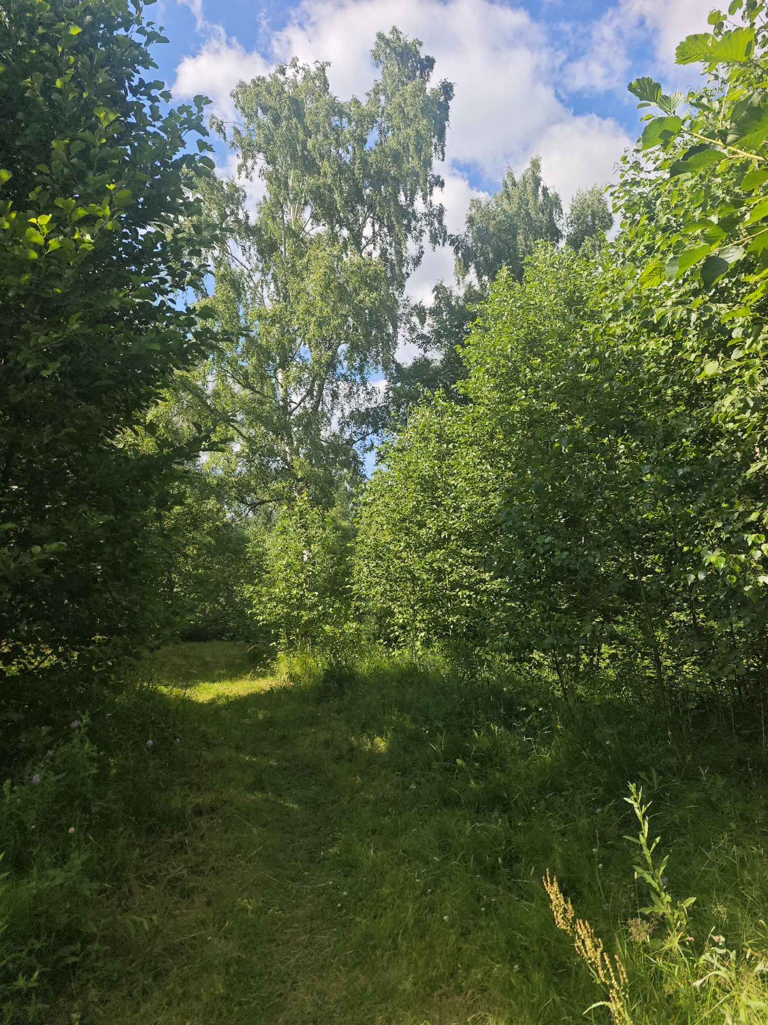 This is a landscape photograph taken in Khlevino, Russia, under a bright, partly cloudy sky. The scene depicts a sun-dappled pathway winding through a lush green forest. Tall, leafy trees dominate the frame, with a prominent birch tree with white bark visible towards the center, its canopy reaching towards the sky. The pathway is covered in short green grass, with longer grasses and some small purple flowers growing along its edges. Sunlight streams through the trees, casting patches of light and shadow on the path and surrounding vegetation, suggesting it is daytime, likely late morning or early afternoon. The overall impression is one of a peaceful, natural environment. There is no visible text in the image.