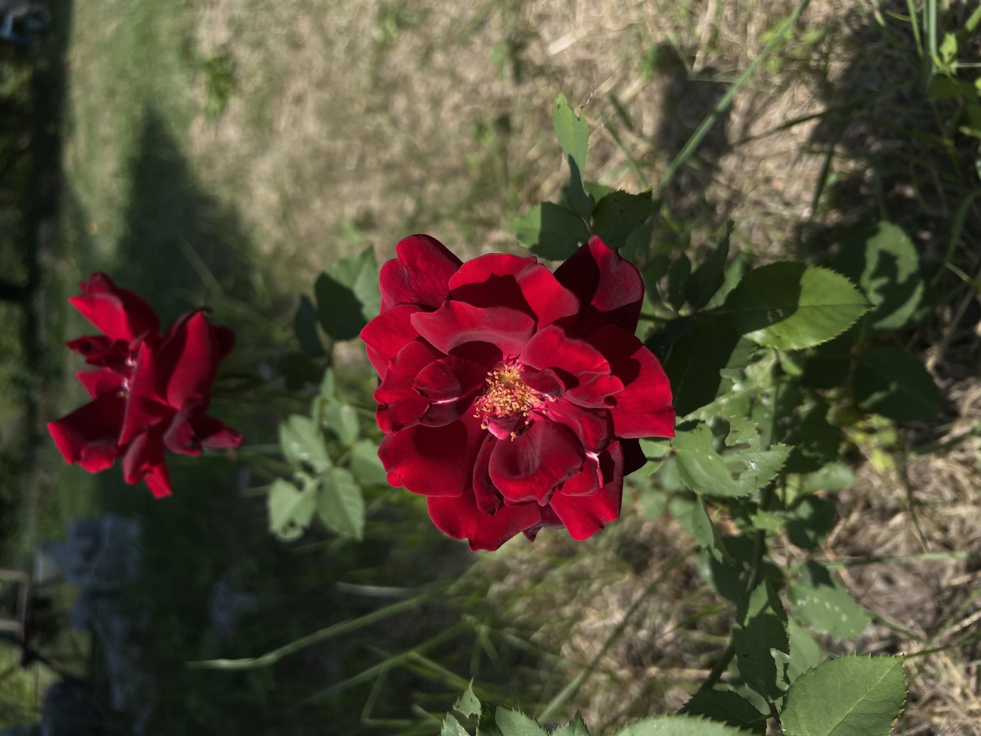 A close-up, vertical, eye-level shot captures two deep red roses in a garden. The rose in the foreground is in sharp focus, with its velvety petals unfurling to reveal a golden stamen. The second rose, slightly out of focus, is positioned further back and to the left, also a vibrant red. Green leaves with serrated edges surround the roses, some showing signs of wear or minor damage. The background is a blur of dry grass and sparse green vegetation, suggesting a sunny outdoor environment. The lighting indicates it is daytime, with sunlight casting shadows. The scene appears to be in a natural, untended setting, likely a residential garden. There are no people or animals present in the image.