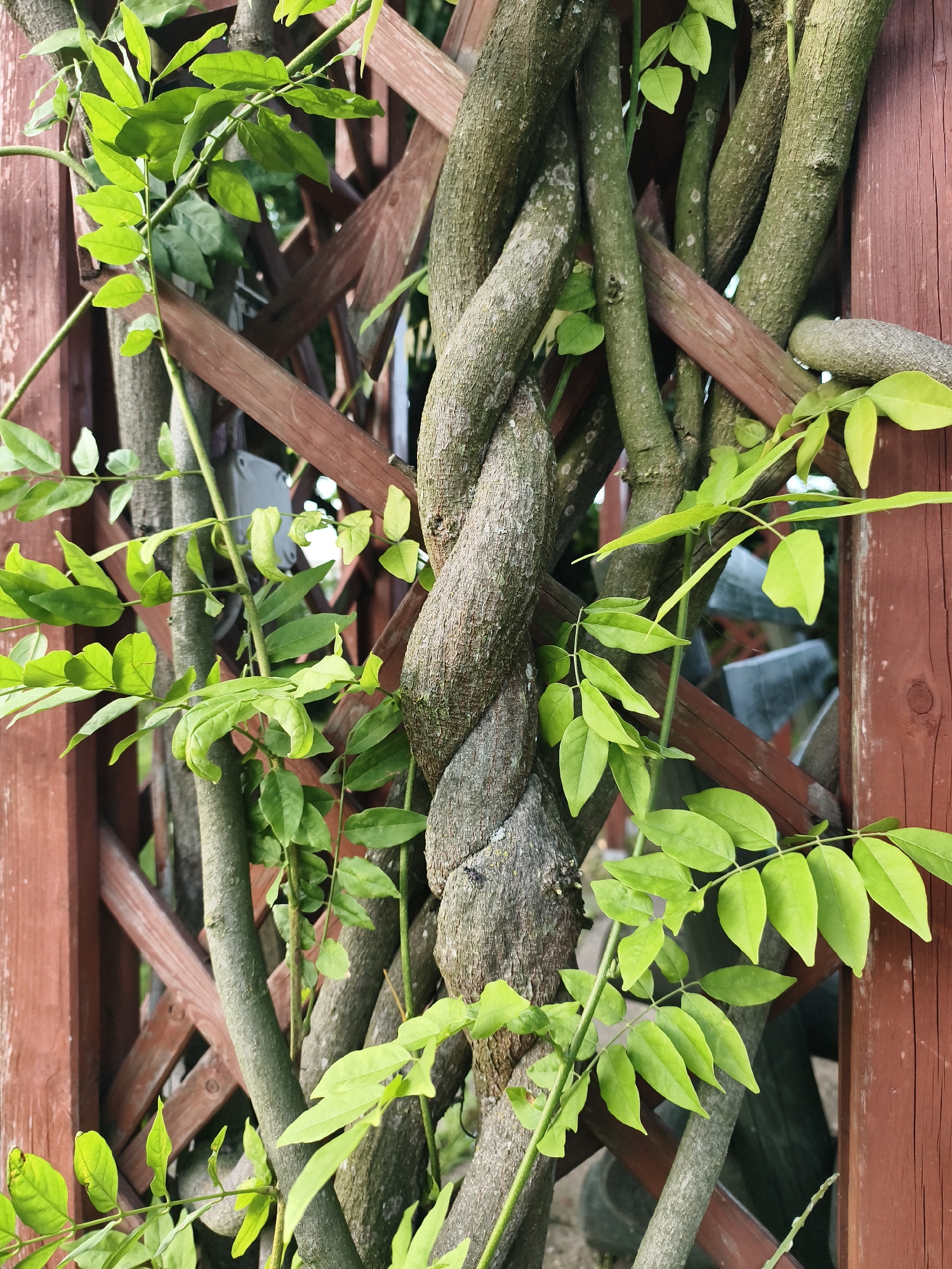 The image shows a close-up of several thick, twisted vines intertwined with a wooden lattice fence. The vines have rough, greyish-brown bark, with some areas appearing lighter with speckling. Bright green leaves are growing from the vines, some appearing slightly wilted. The wooden fence is constructed from reddish-brown wooden planks forming a diamond pattern. The background is blurred, suggesting an outdoor setting. There are no people or animals visible in the frame. The scene appears to be a garden or yard area.