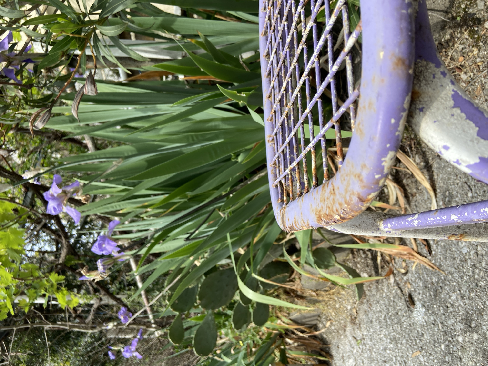 The image shows a close-up view of a purple metal chair with rust and chipped paint, located in an outdoor setting. The chair is situated near various plants, including long green leaves, prickly pear cactus pads, and small purple flowers. The ground appears to be concrete.
The location in Budva, Montenegro cannot be determined with the provided information.