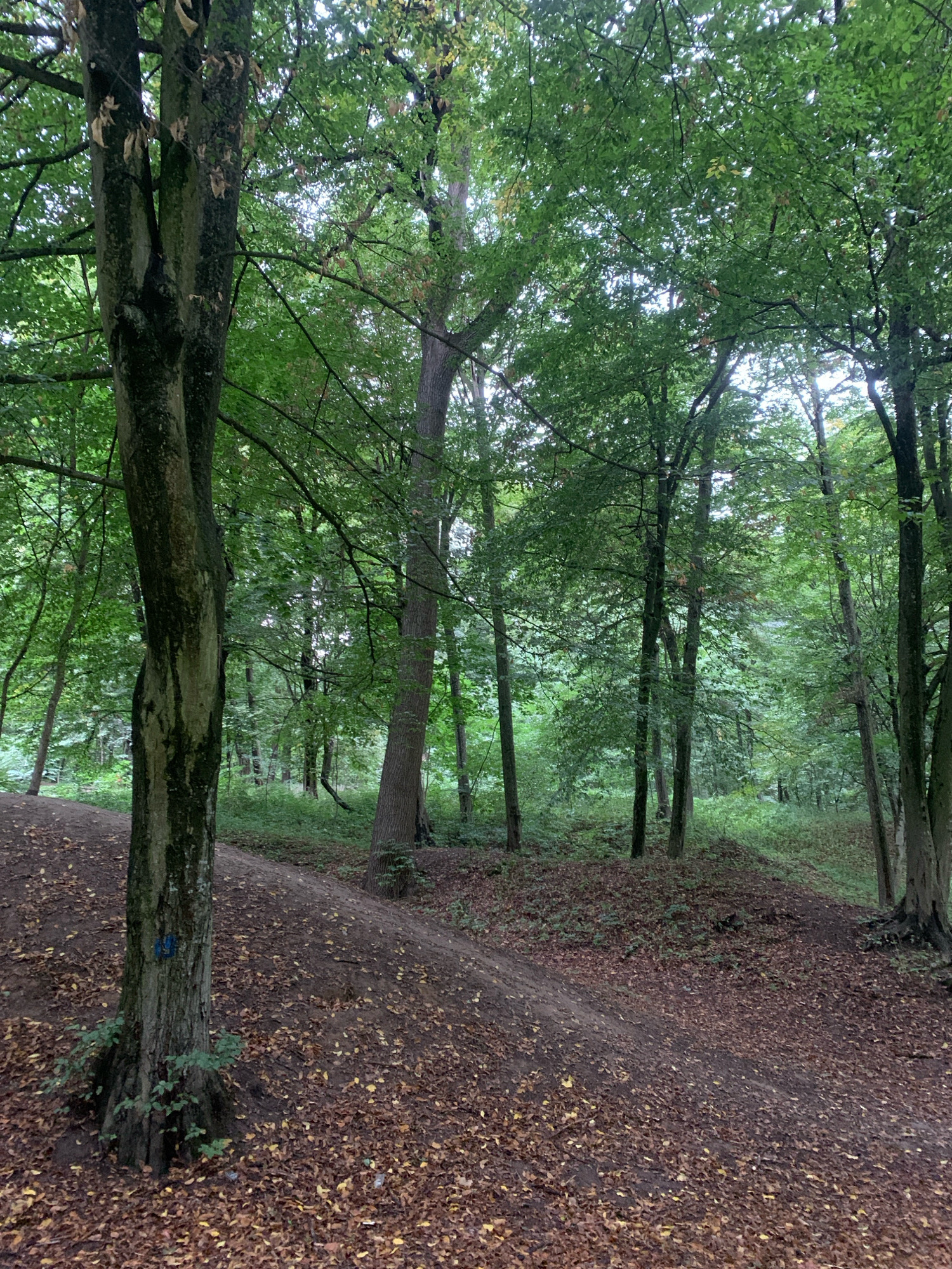 The image depicts a forest path winding through a densely wooded area. The ground is covered in fallen brown leaves, indicating an autumn setting. Tall trees with green foliage dominate the scene, creating a canopy overhead. A large tree trunk is prominent in the foreground on the left, with a blue marking on its bark. The path curves and ascends slightly, disappearing into the dense undergrowth and trees. The environment appears natural and somewhat wild, with no visible man-made structures or signs of recent human activity beyond the trail itself and the marking on the tree. The lighting suggests an overcast day or the diffused light filtering through the leaves. The location is identified as being in the city of Lviv, Ukraine, likely within one of its natural reserves or parks, such as the Lychakiv Cemetery or a forested area within the city limits.