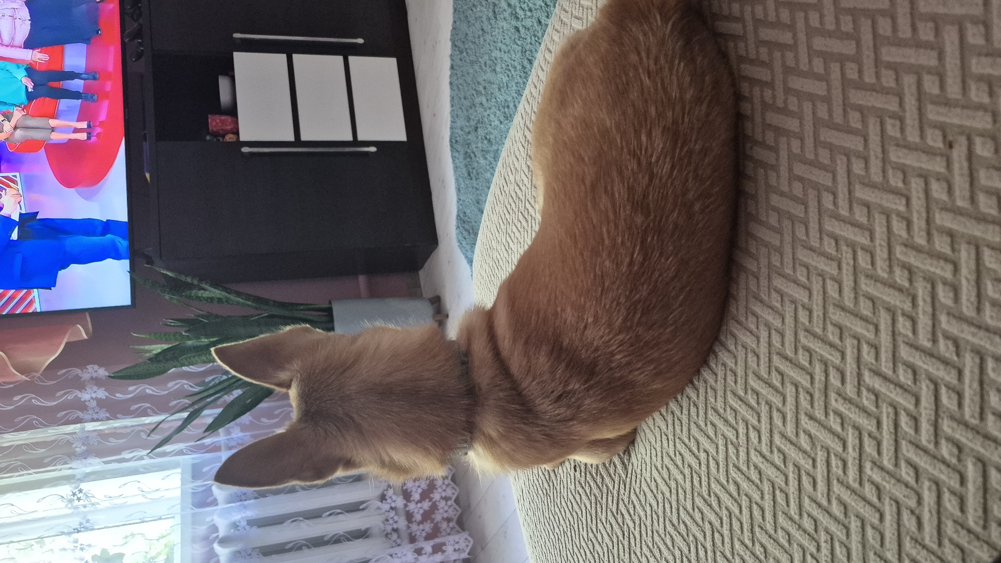 The image depicts the rear view of a medium-sized, short-haired dog with reddish-brown fur, lying on a textured, beige sofa. The dog is facing away from the camera, its head turned slightly to the left, with its prominent ears erect. A thin, gray collar is visible around its neck.
In the background, a television is mounted above a dark brown cabinet. The television screen displays a colorful scene with people, and the cabinet features white drawers. To the left of the cabinet, a tall, potted snake plant stands in a light gray pot. Behind the plant, a white-curtained window with a radiator beneath it is visible. The floor appears to be wooden, with a portion of a teal rug visible in the lower right corner. The overall environment suggests an indoor domestic setting. There is no information to connect this image to the city of Švenčionys, Lithuania.